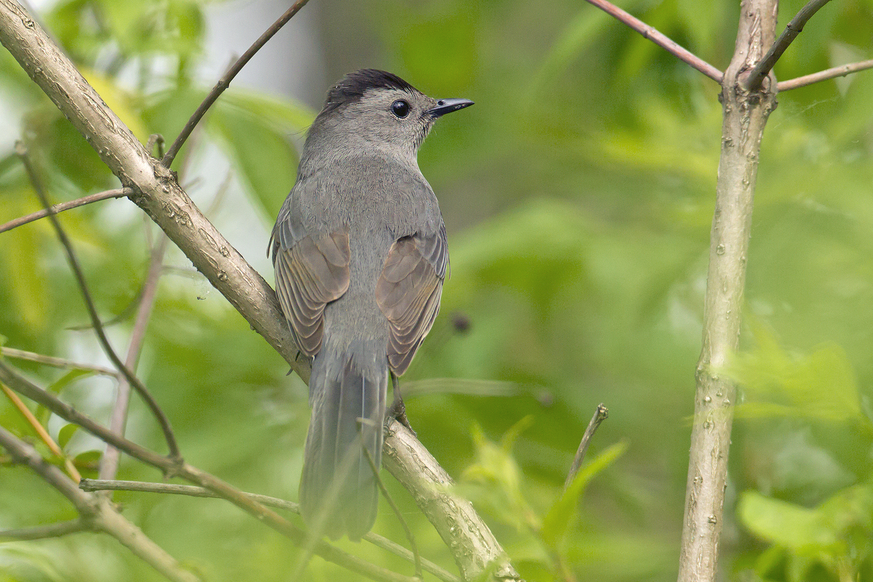 bird tours texas