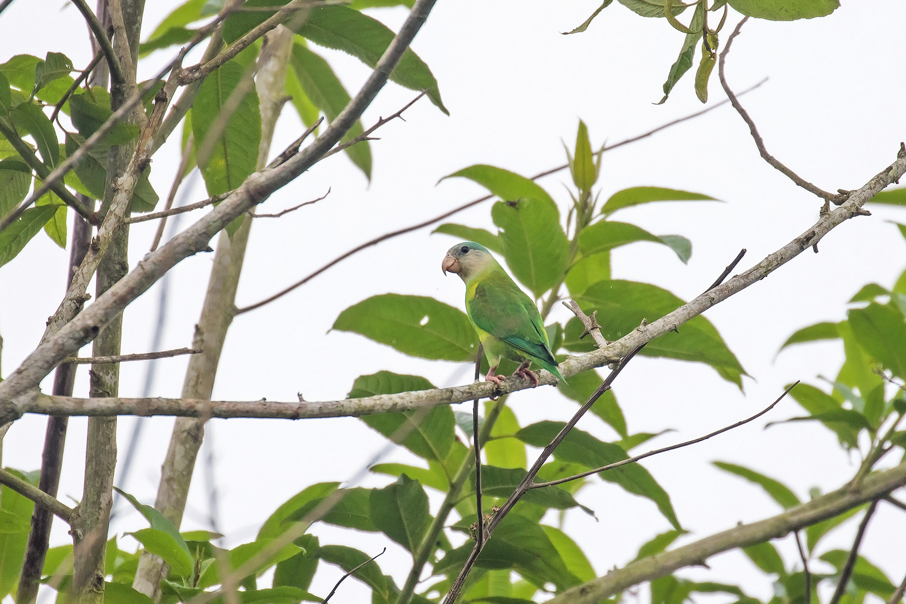 Southern Ecuador Birding Tours - Birdwatching Tours - Birdquest