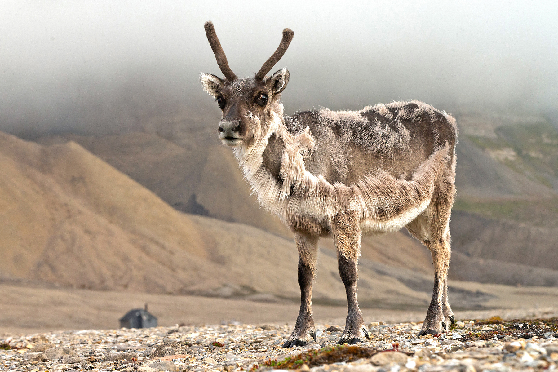 svalbard birding tours