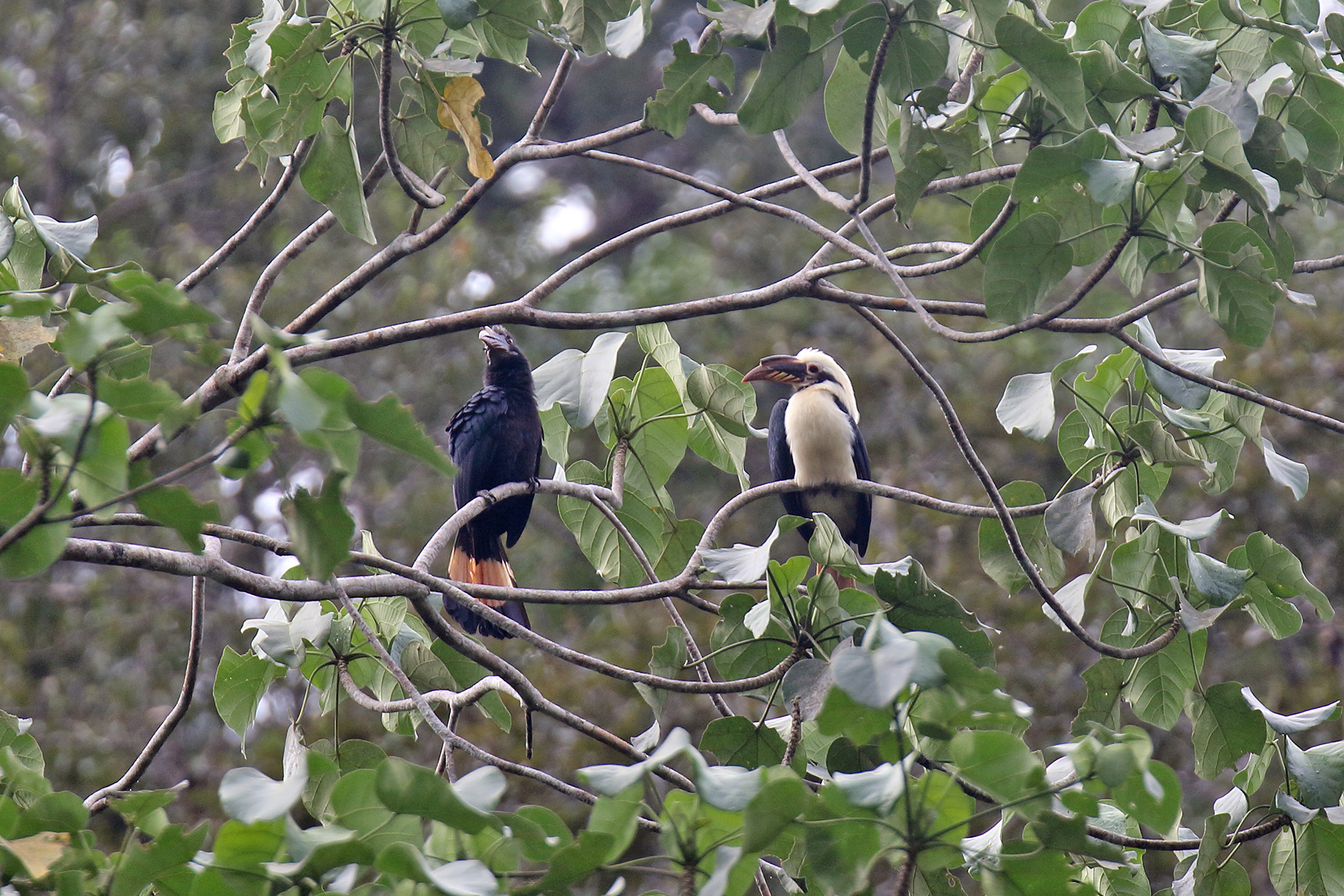 Remote Philippines Tours - Endemics Galore - Birdquest Tours Worldwide