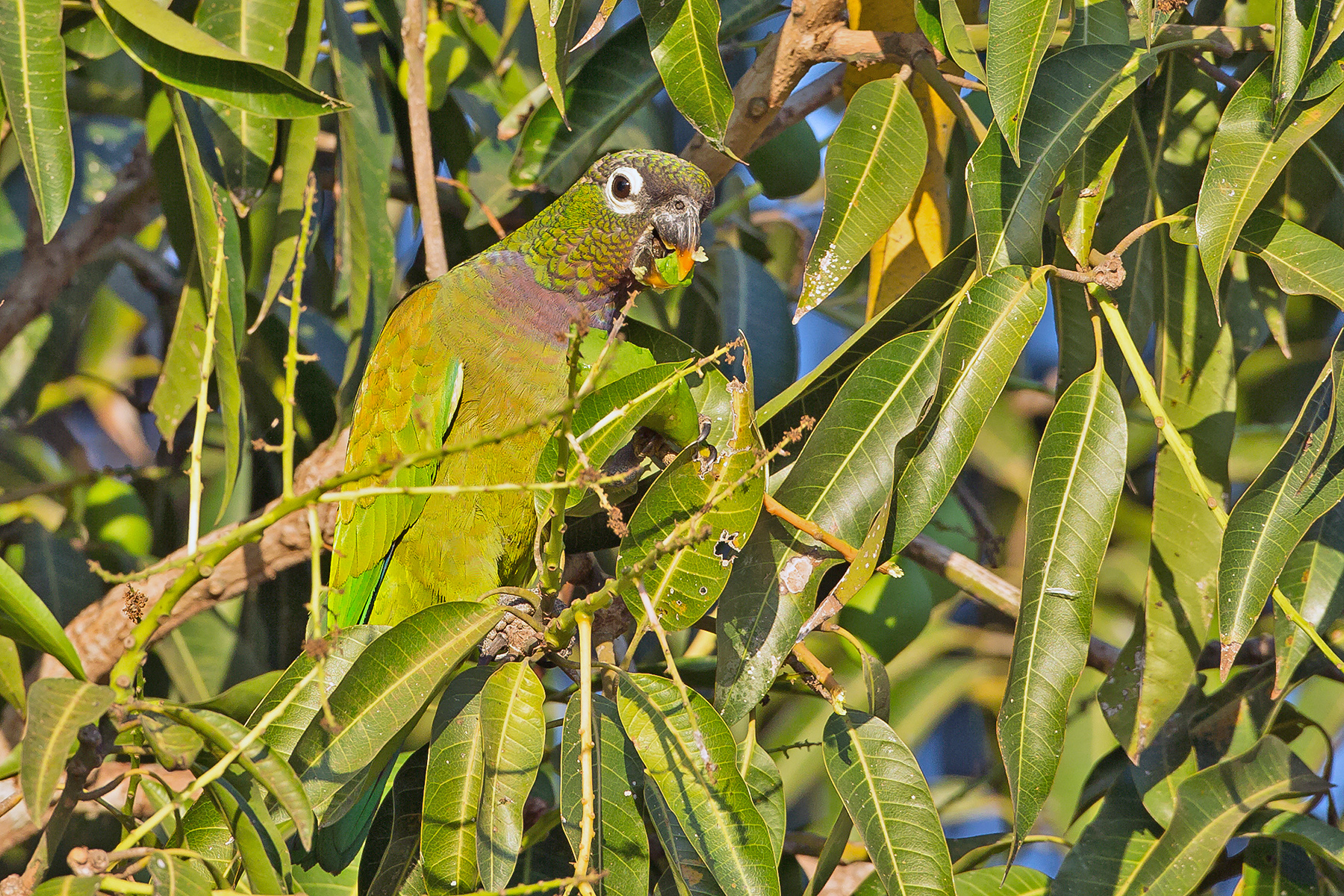 Pantanal Birding Tours - Jaguars - Minas Gerais - Birds - Birdquest