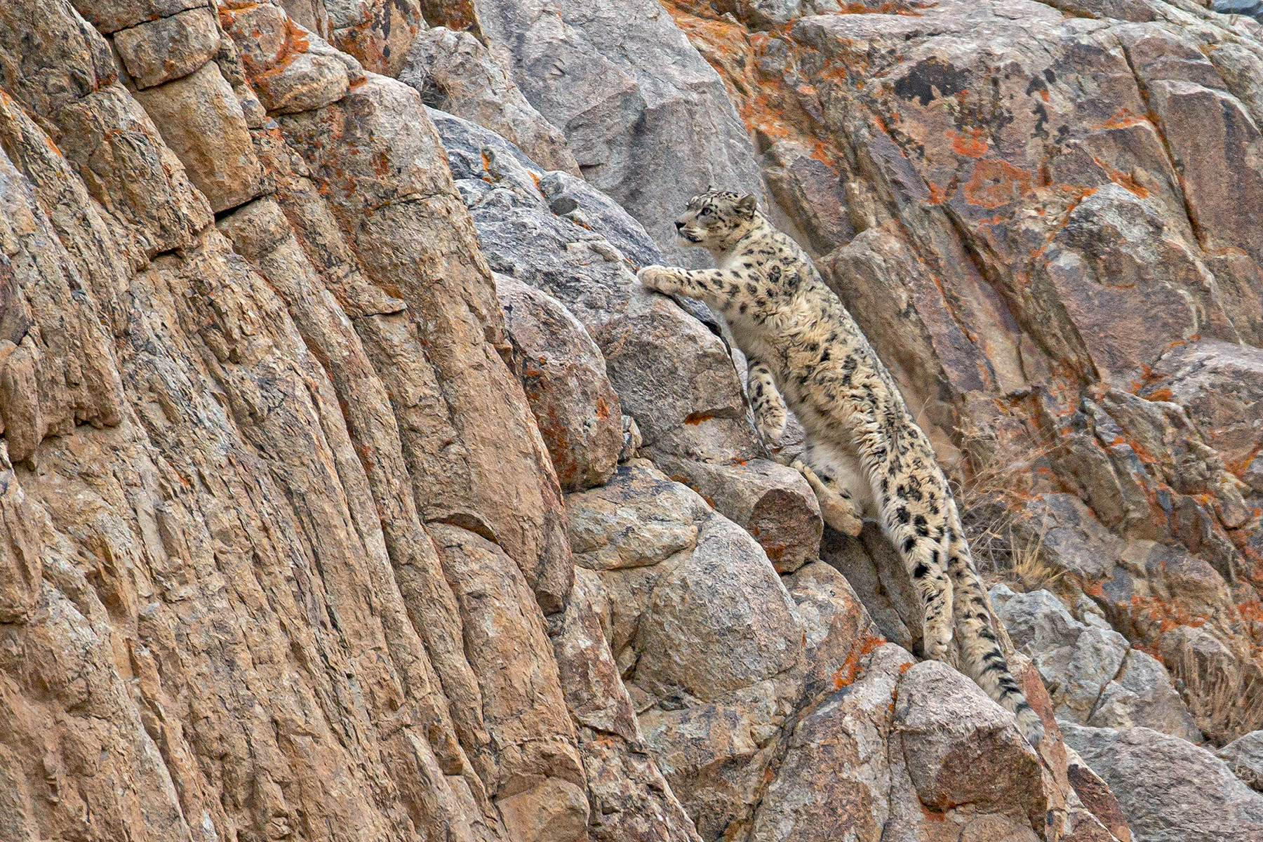 Snow Leopard Special Ladakh Birding Tours India Birdquest