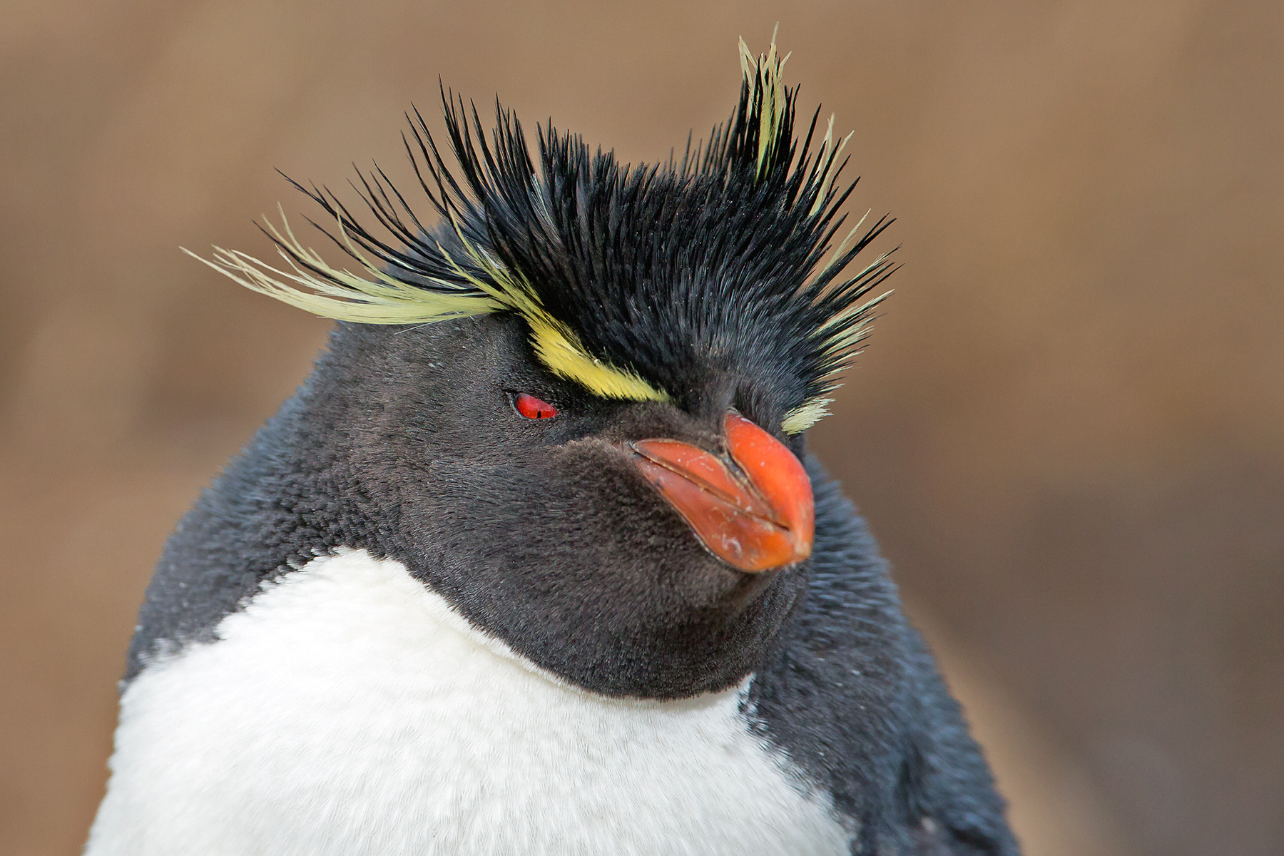 falkland islands birding tours