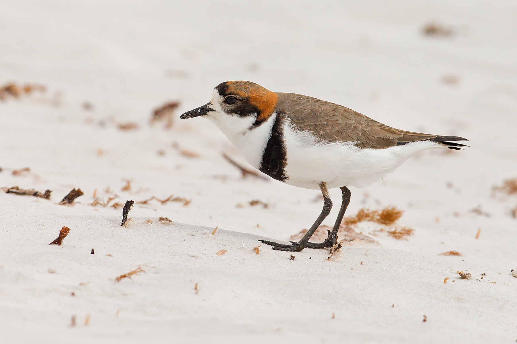 Antarctica Birding Tours - Falkland Is - South Georgia - Birdquest