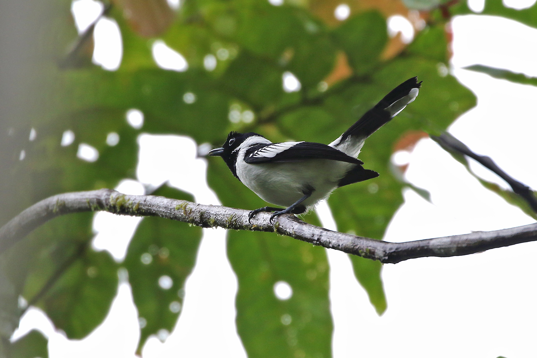 Solomon Islands Birding Tours - Birdwatching Tours - Birdquest