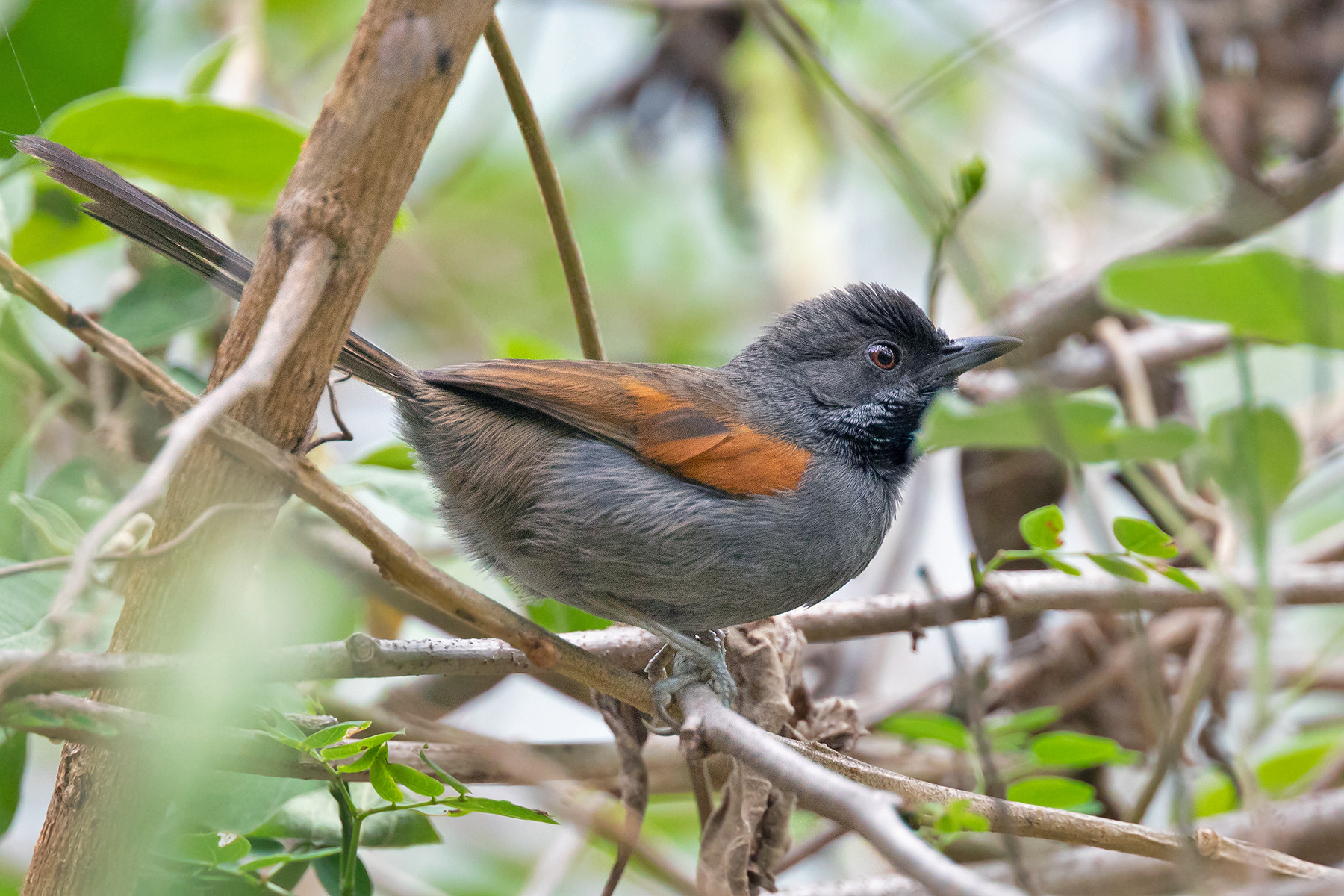 Southern Ecuador Birding Tours - Birdwatching Tours - Birdquest