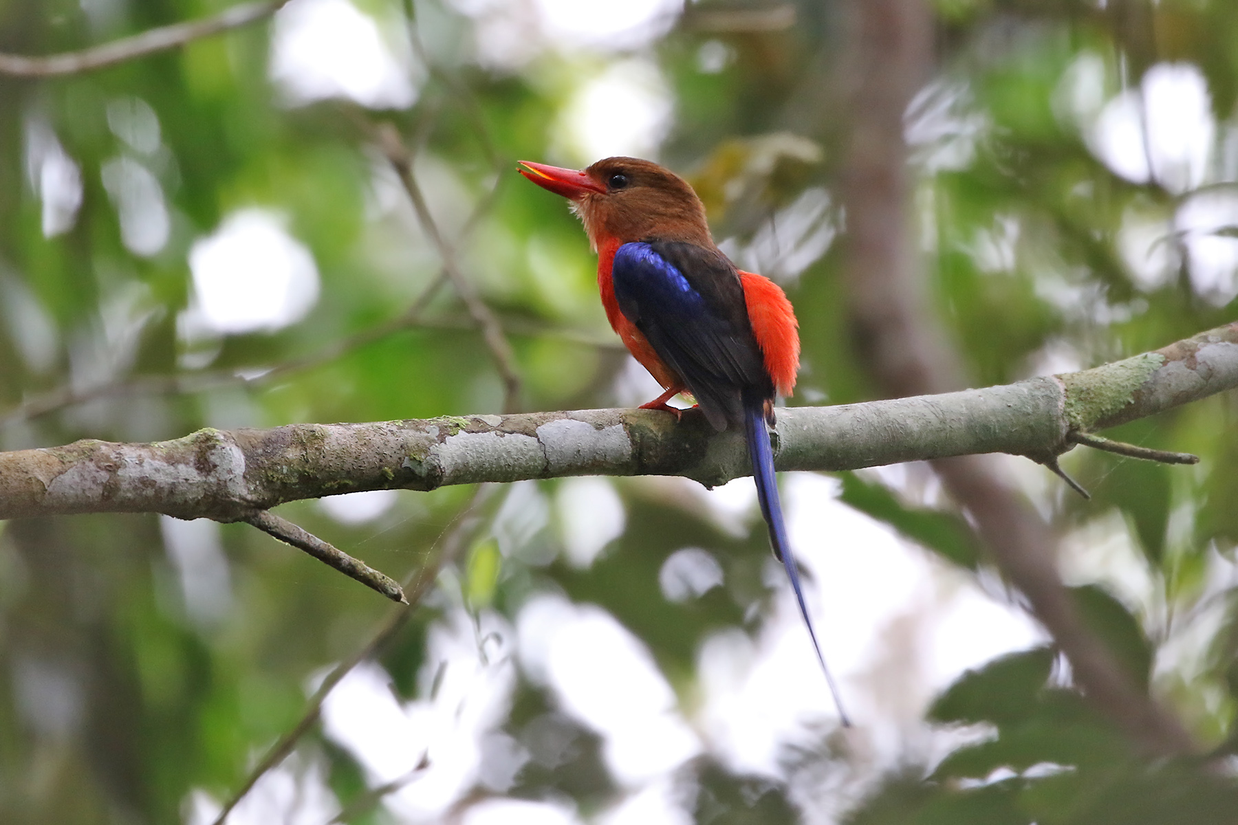 Papua New Guinea Birding Tours - Birdwatching Tours - Birdquest