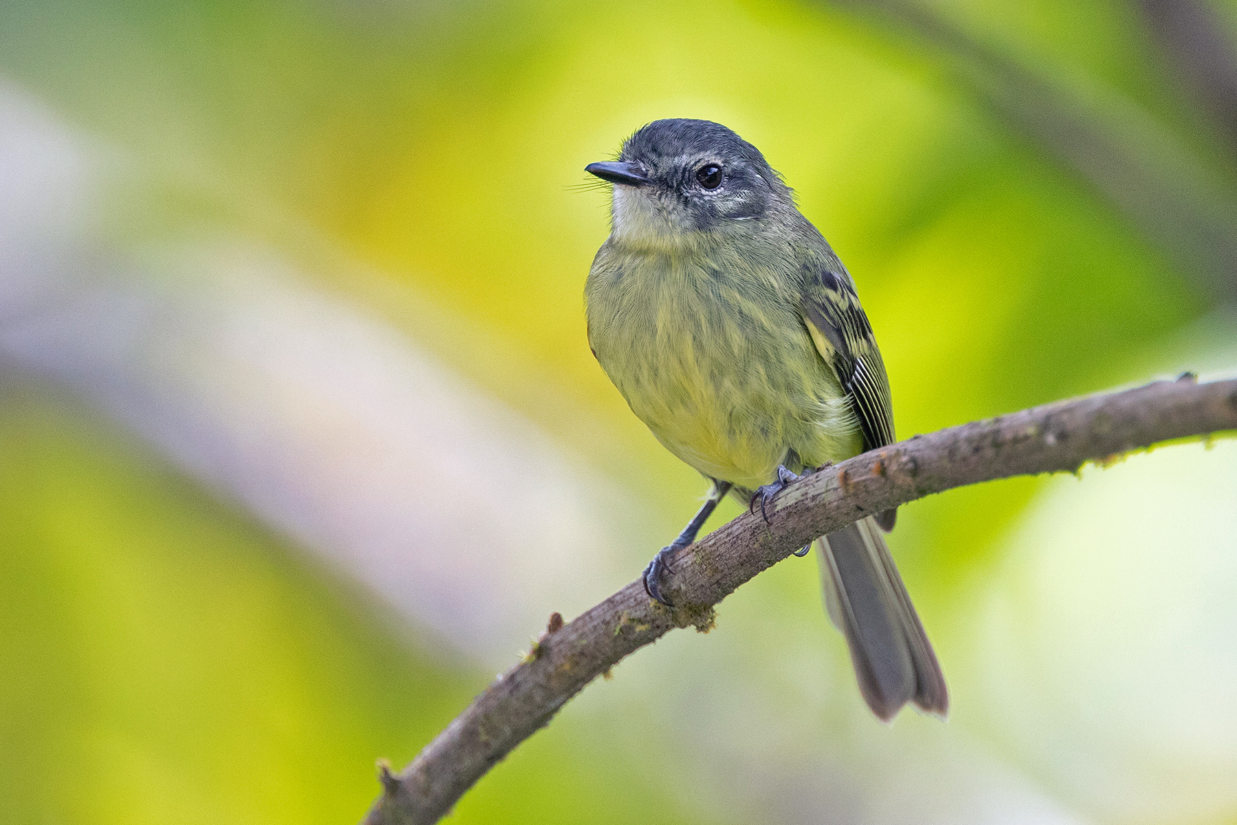 Southern Ecuador Birding Tours - Birdwatching Tours - Birdquest