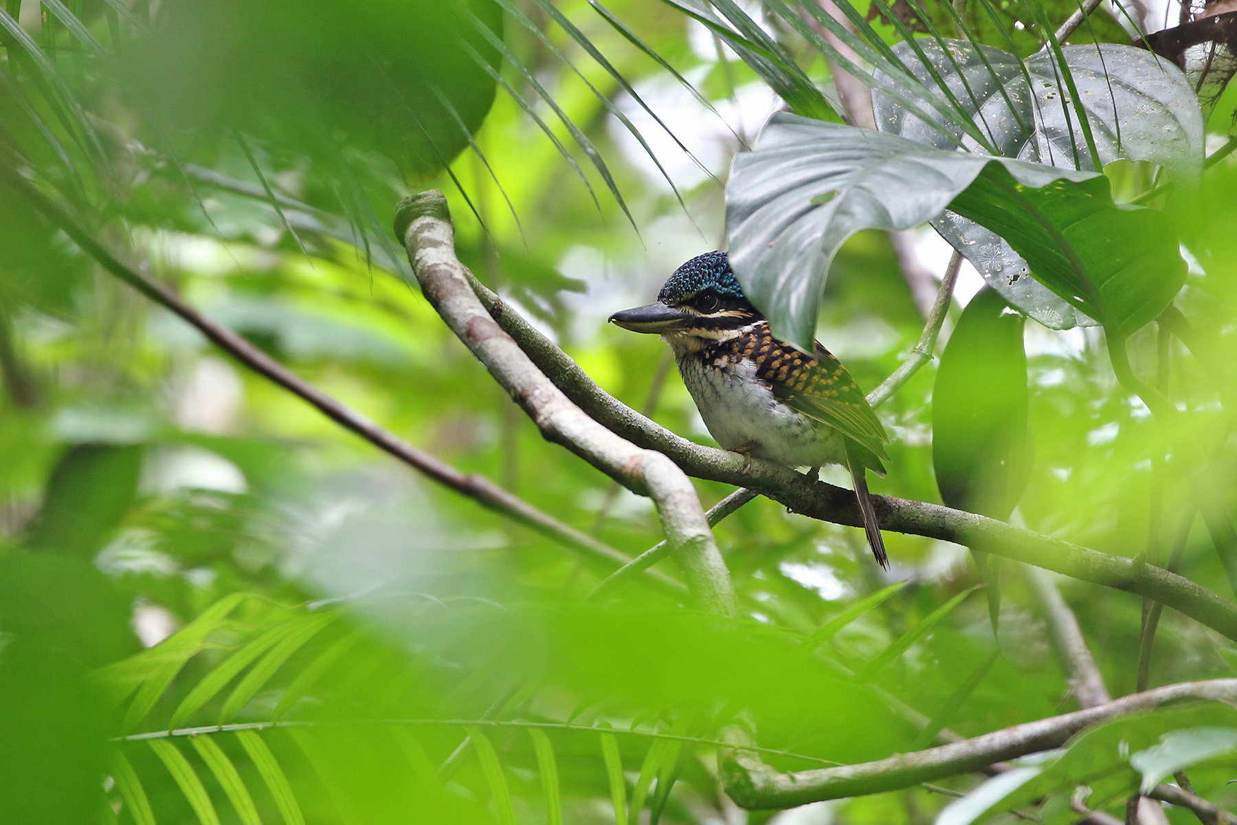 Papua New Guinea Birding Tours - Birdwatching Tours - Birdquest