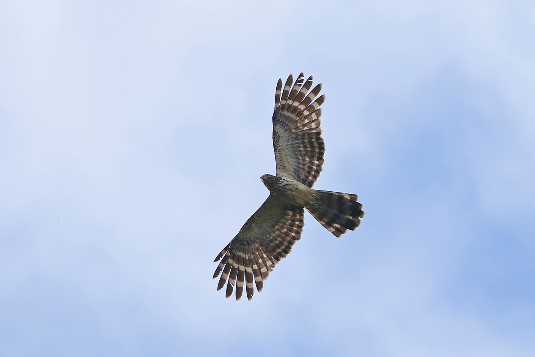 Papua New Guinea Birding Tours - Birdwatching Tours - Birdquest