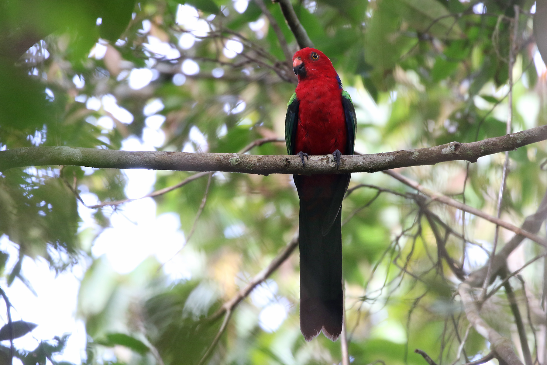 Papua New Guinea Birding Tours - Birdwatching Tours - Birdquest