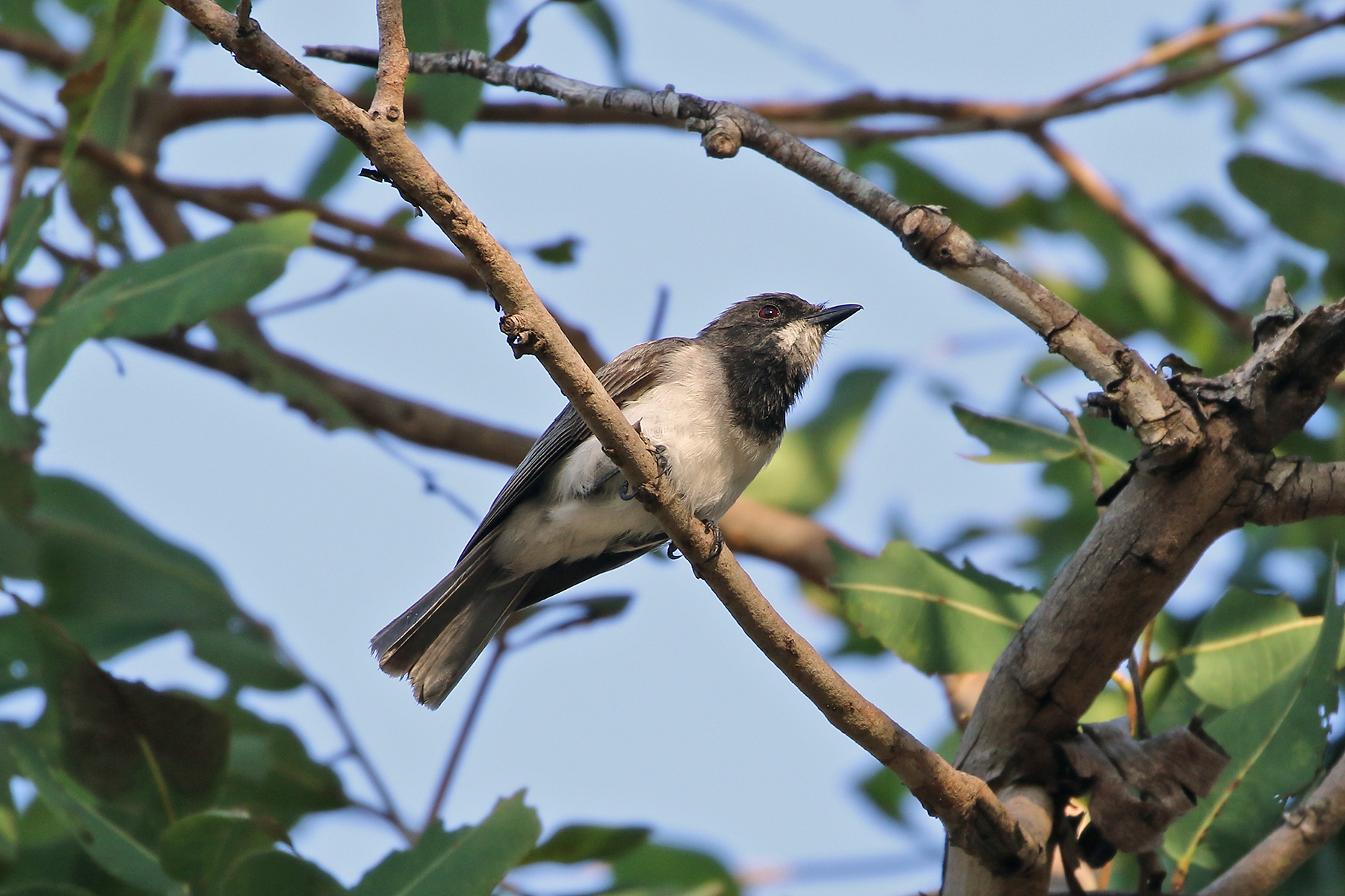 Papua New Guinea Birding Tours - Birdwatching Tours - Birdquest