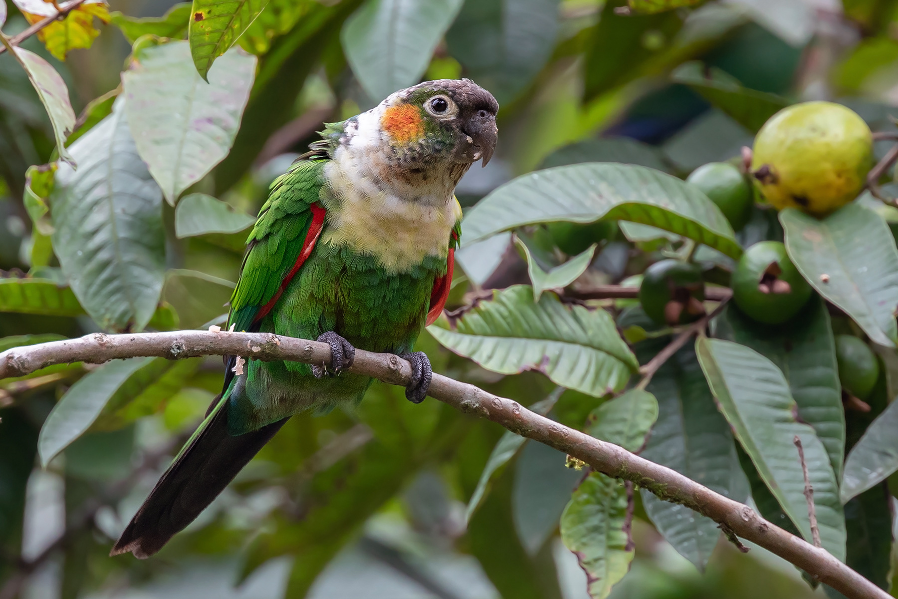 Southern Ecuador Birding Tours - Birdwatching Tours - Birdquest