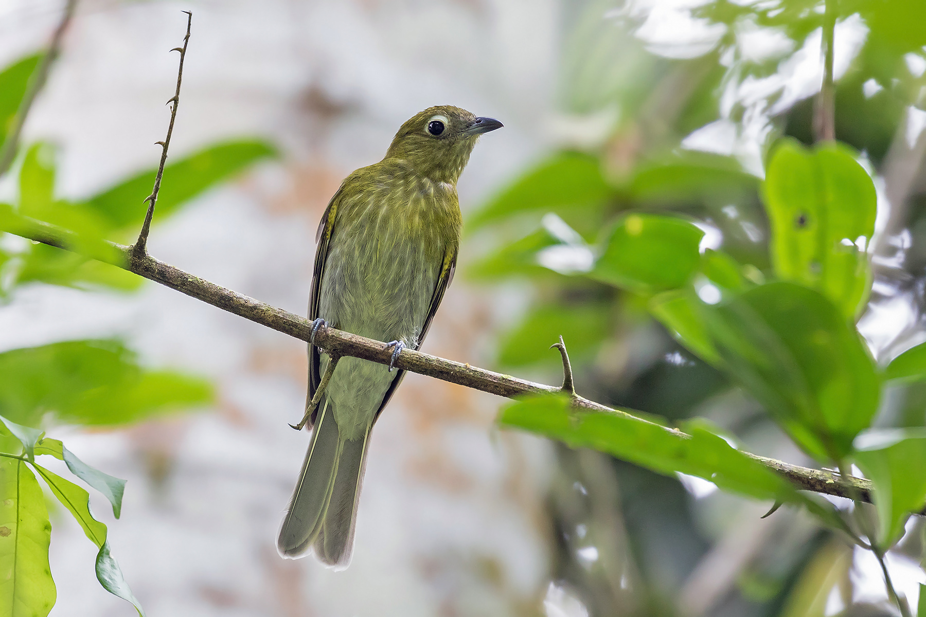 Northern Peru Tours - Endemics & Specialities - Birdquest