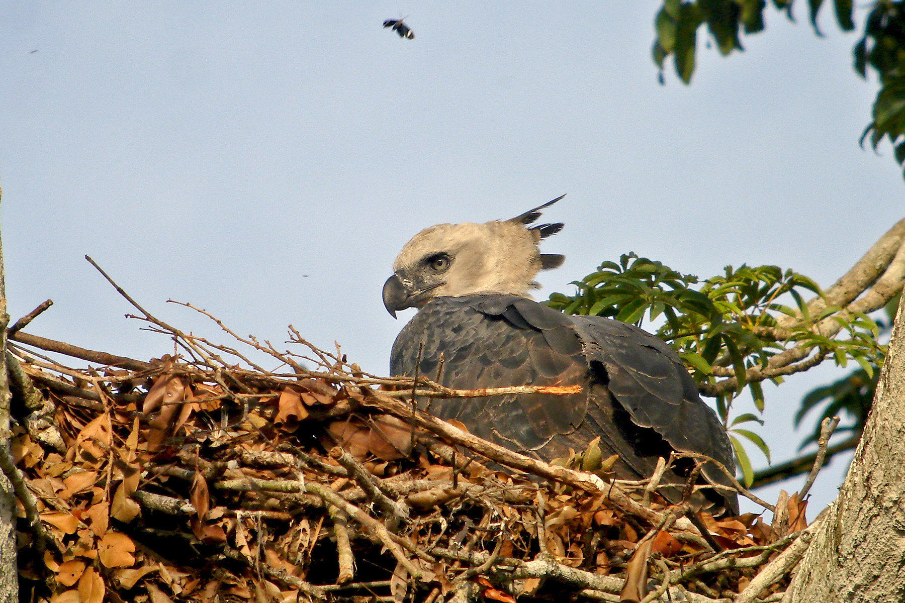 Panama Birding Tours - Darien Bird-watching - Birdquest