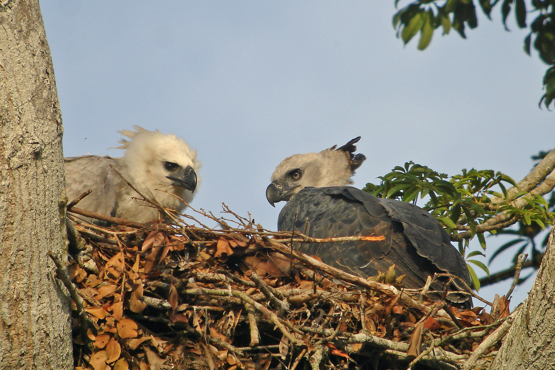 Darien Birding Tours - Bird-watching - Specialities - Birdquest