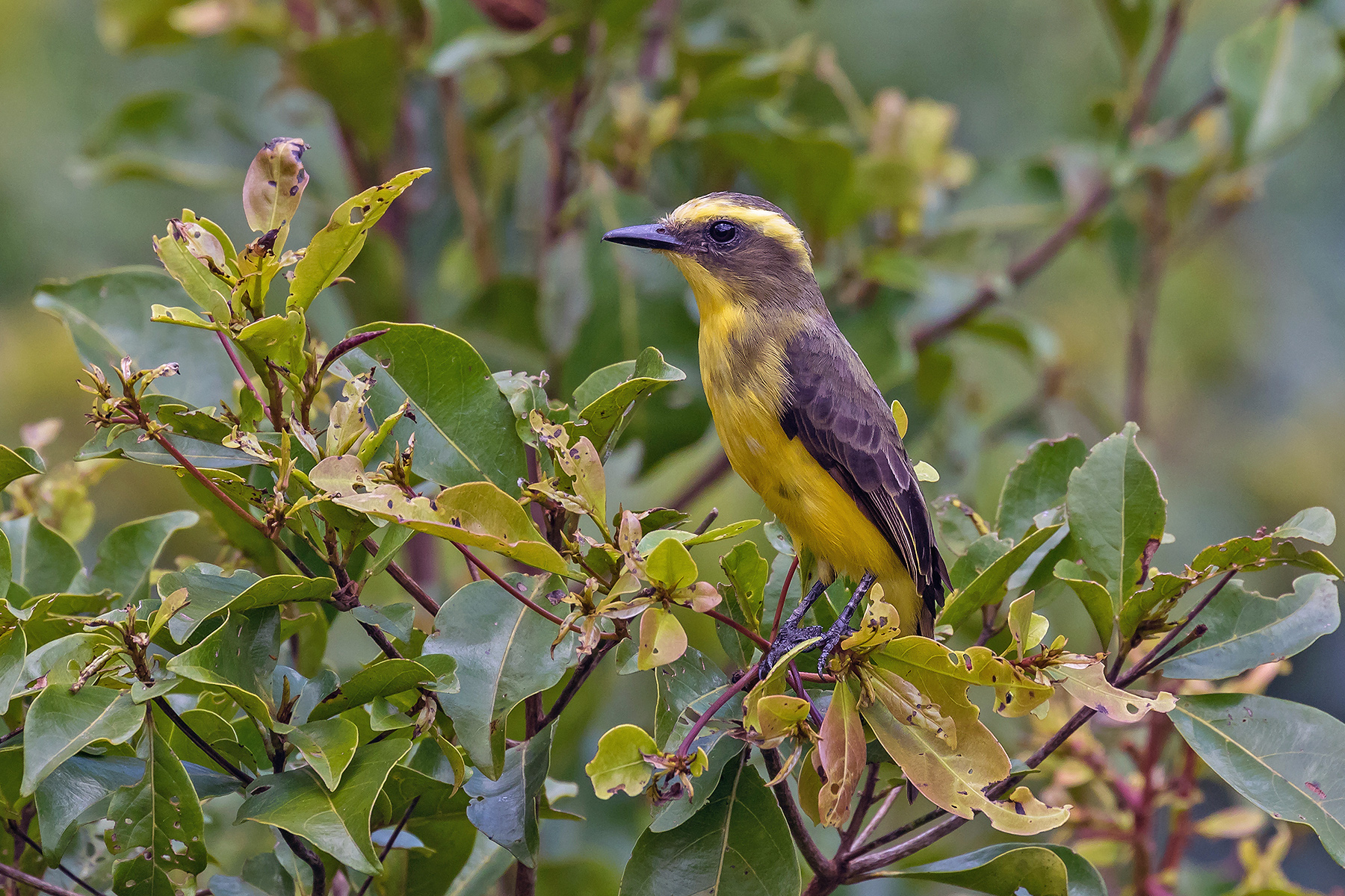 Northern Peru Tours - Endemics & Specialities - Birdquest