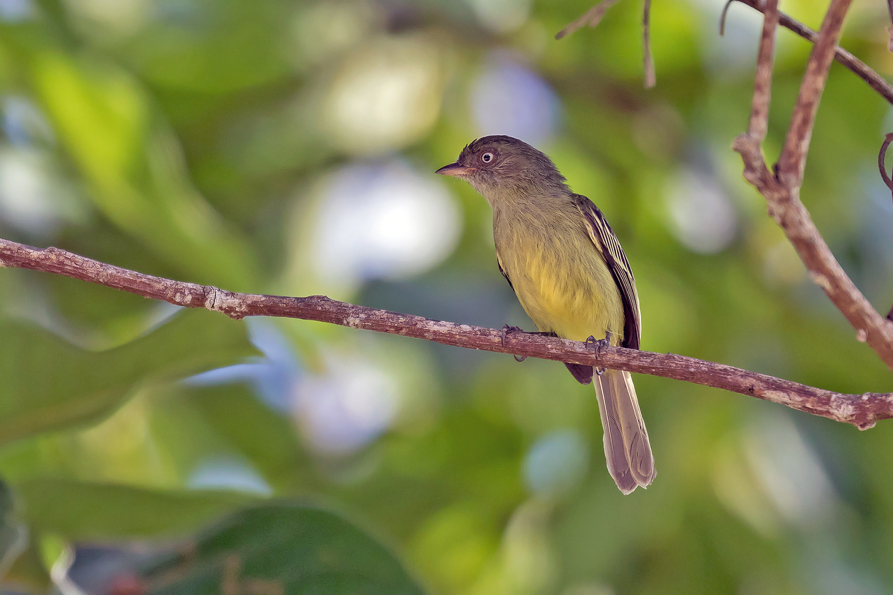 Northern Peru Tours - Endemics & Specialities - Birdquest