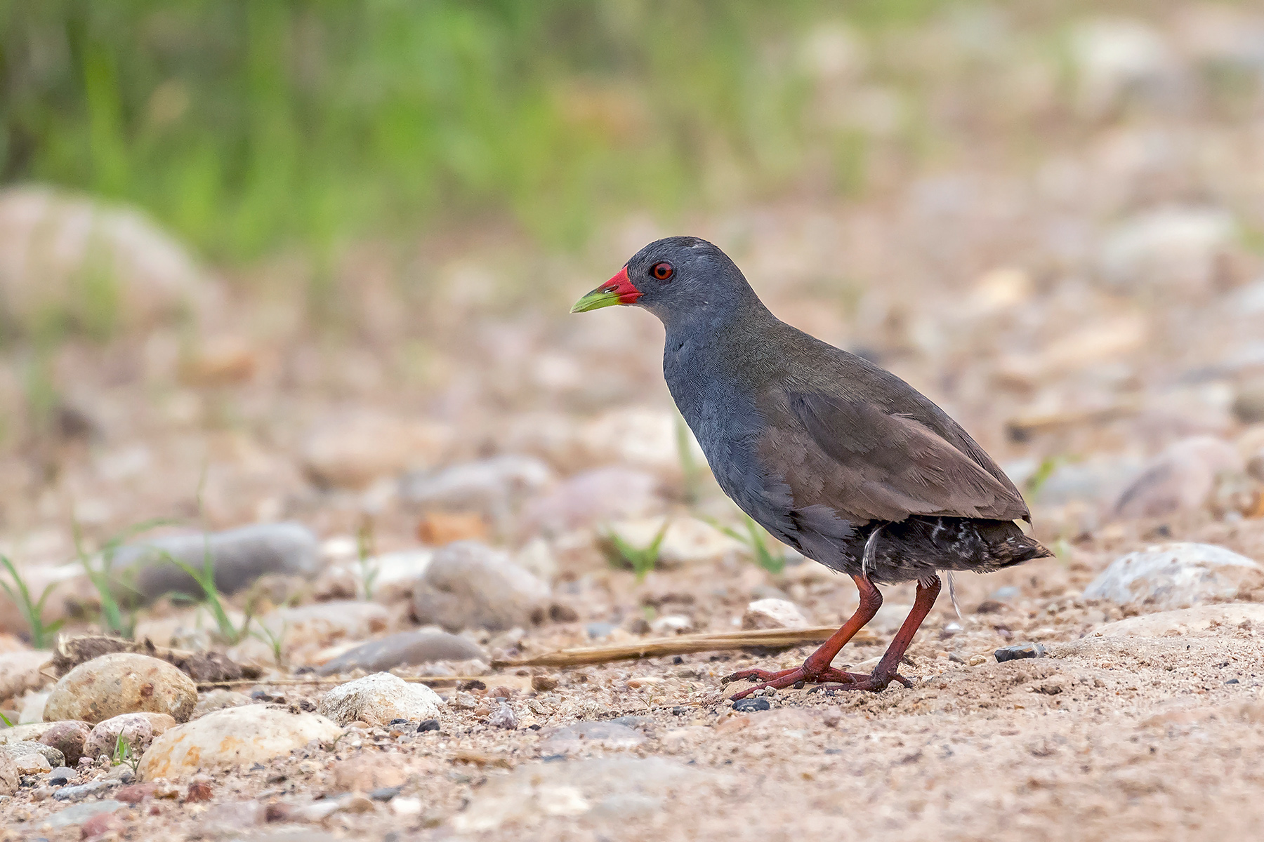 can a barbet live in peru