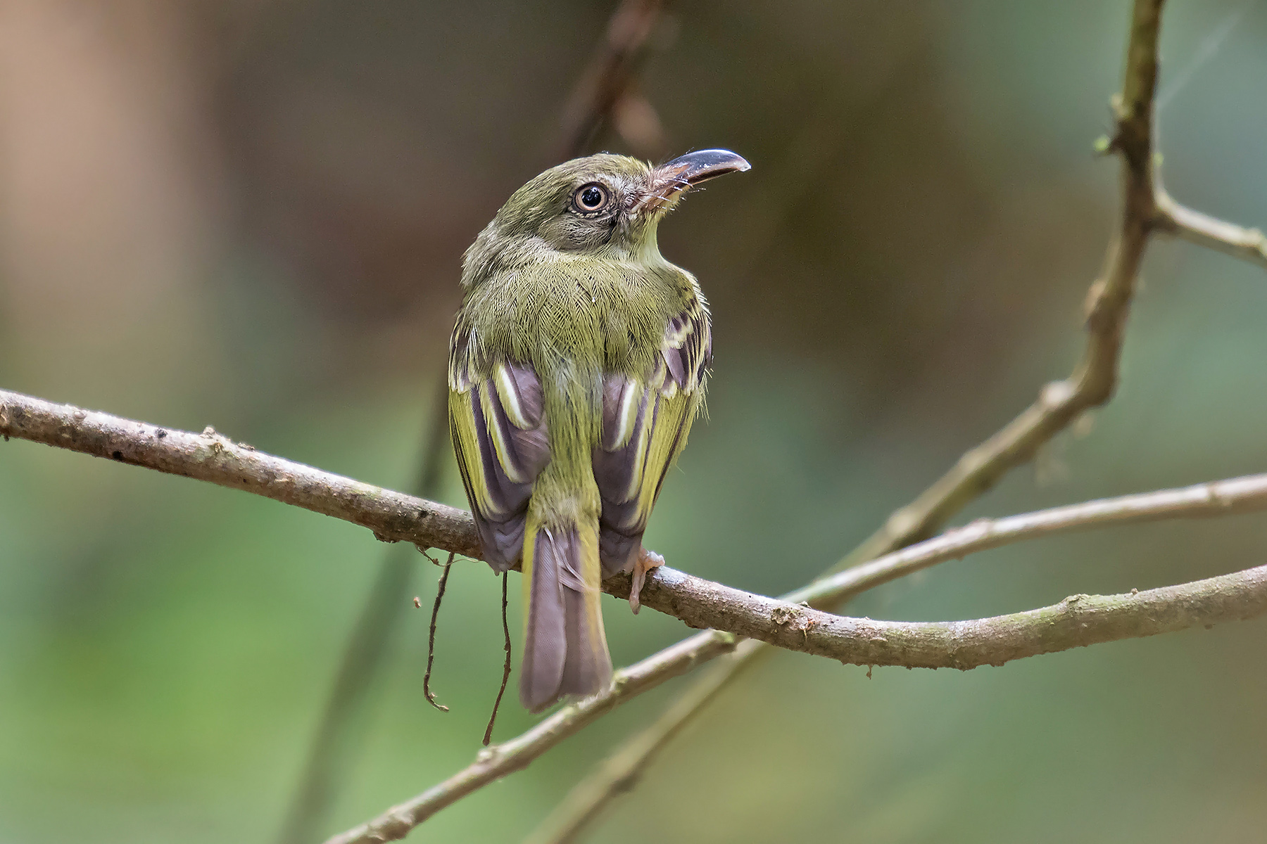 Darien Birding Tours - Bird-watching - Specialities - Birdquest