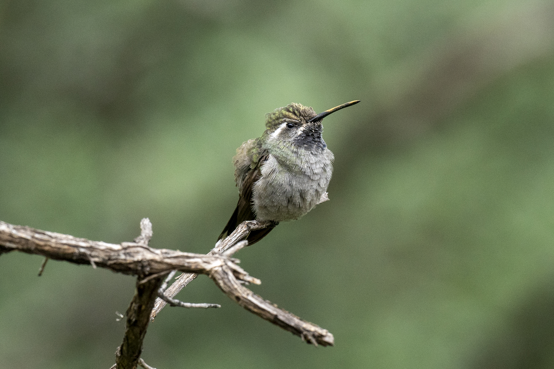 Northern Mexico Birding Tours - Birdwatching - Birdquest