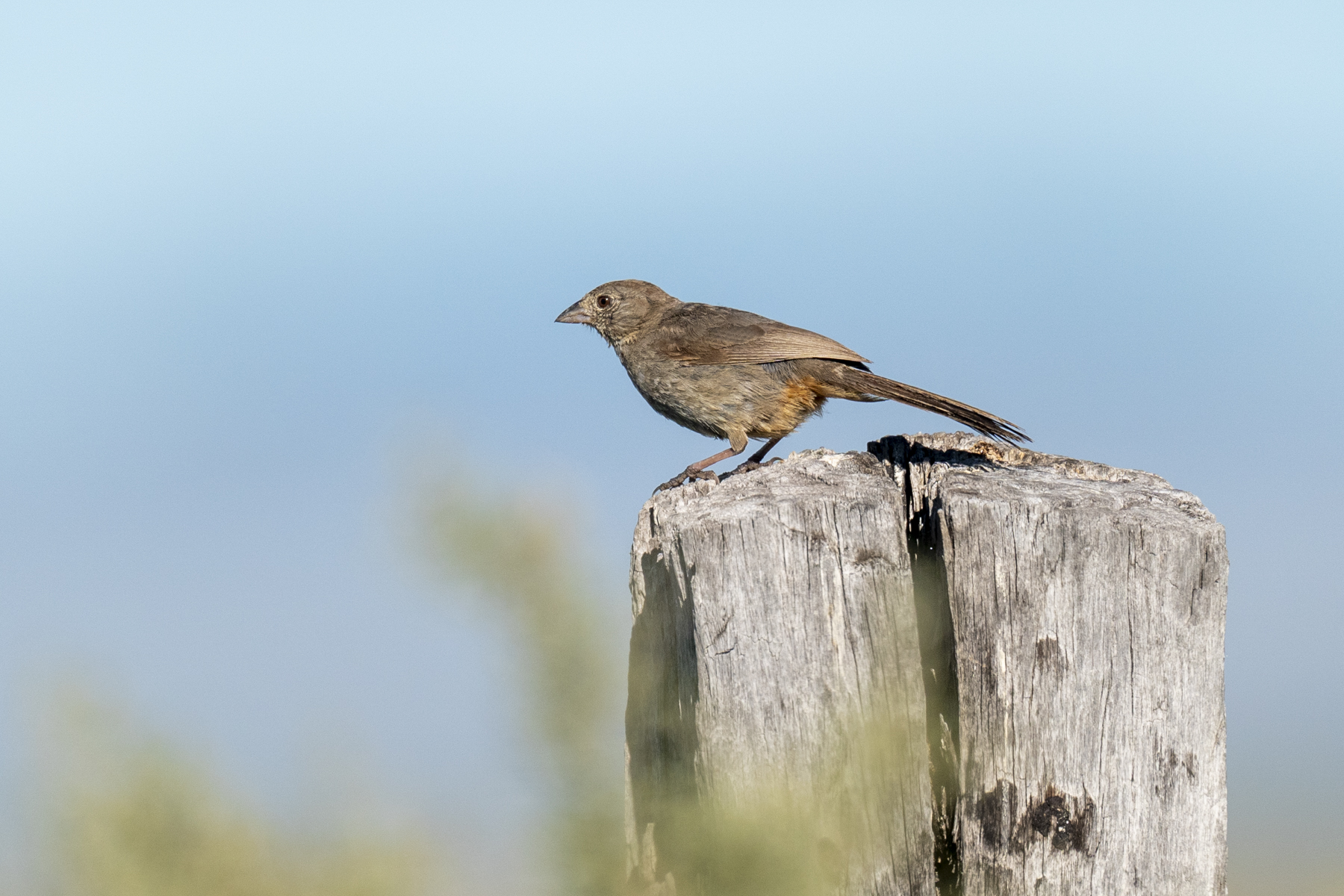 15 Birds With Spectacularly Fancy Tail Feathers