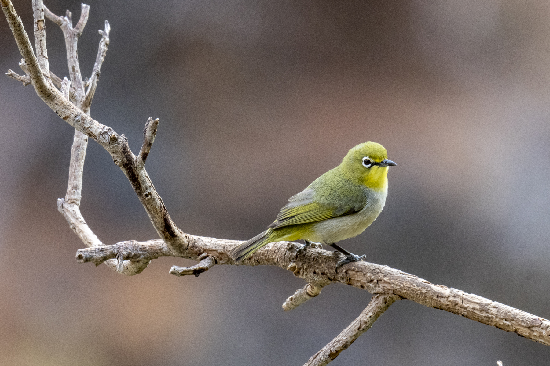 Socotra Birding Tours - Bird-watching Holidays - Birdquest