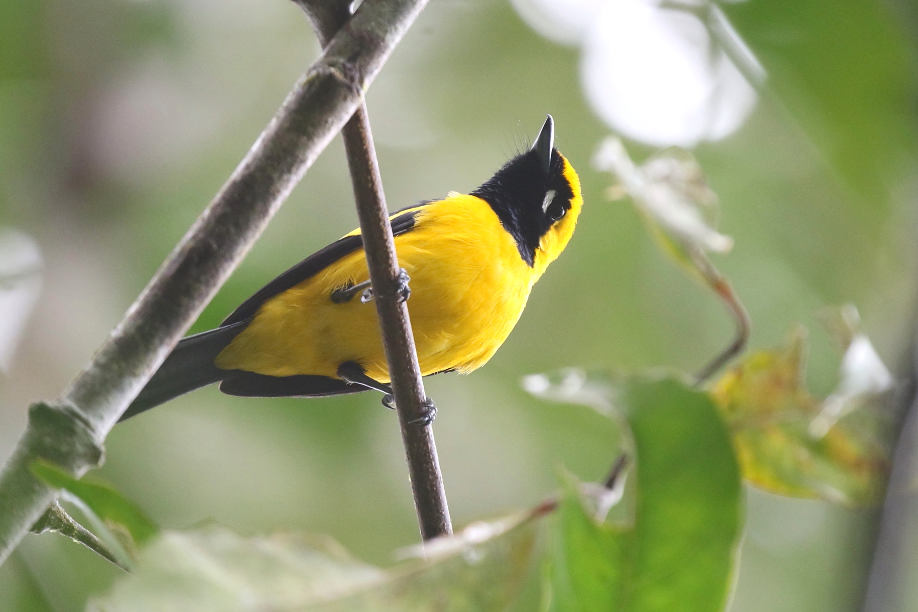 Welcome New and Returning Faces to Larks Front Office - Bismarck Larks