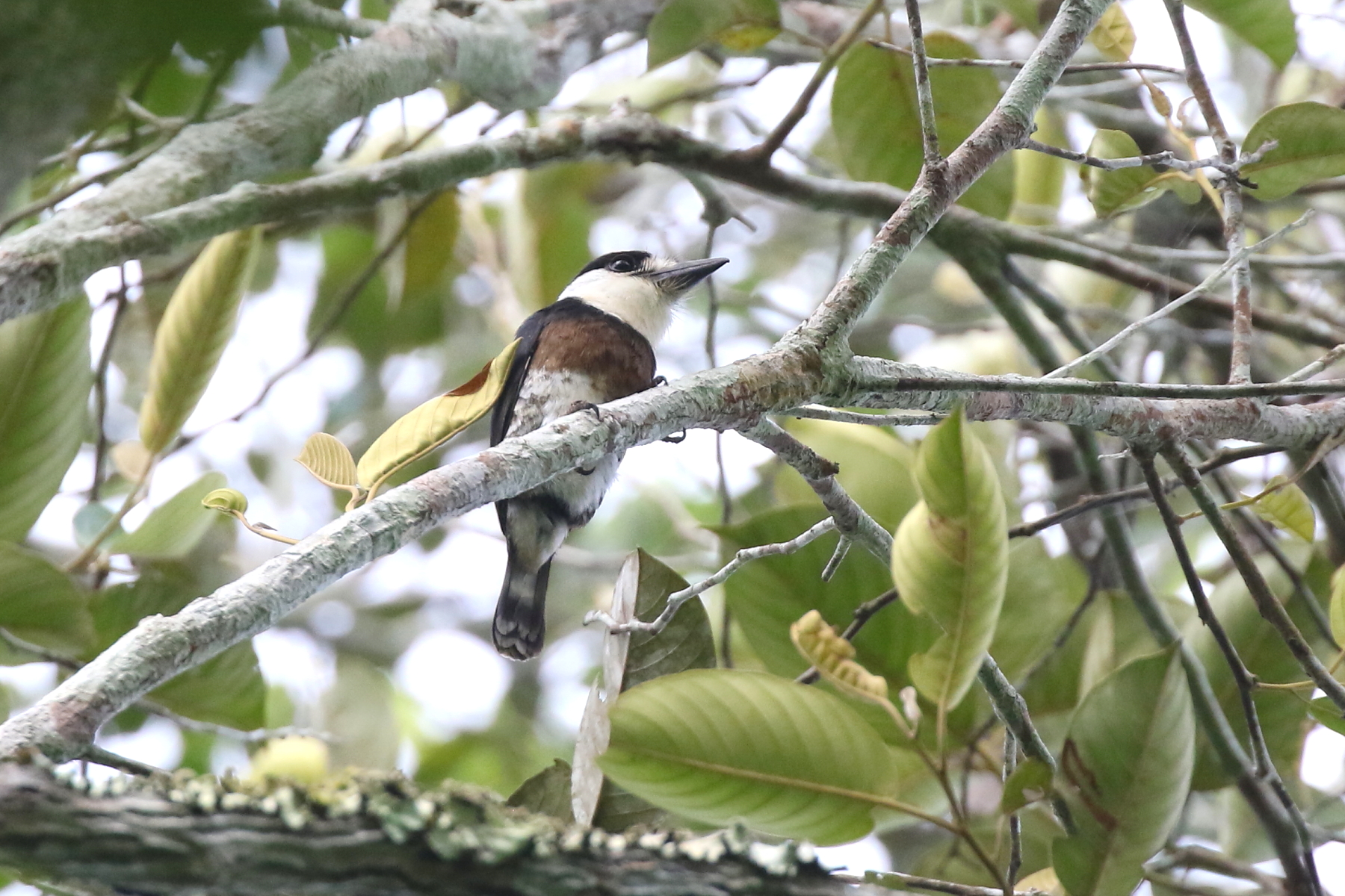 PERU'S IQUITOS & CUSCO ANDES TOUR REPORT 2022 - BIRDQUEST