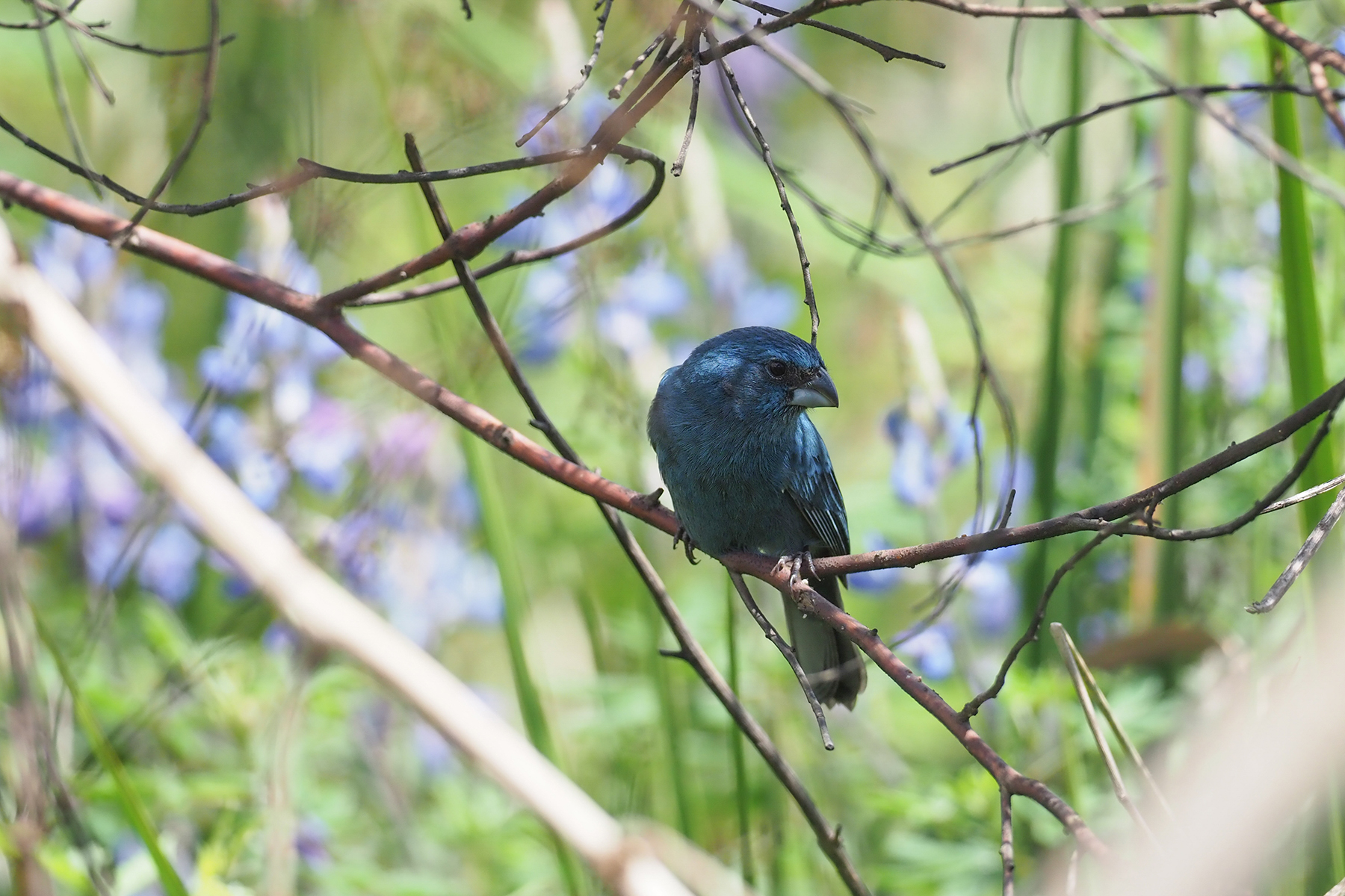 Brazilian Atlantic Forest - From Rio de Janeiro to Santa Catarina - Manakin  Nature Tours