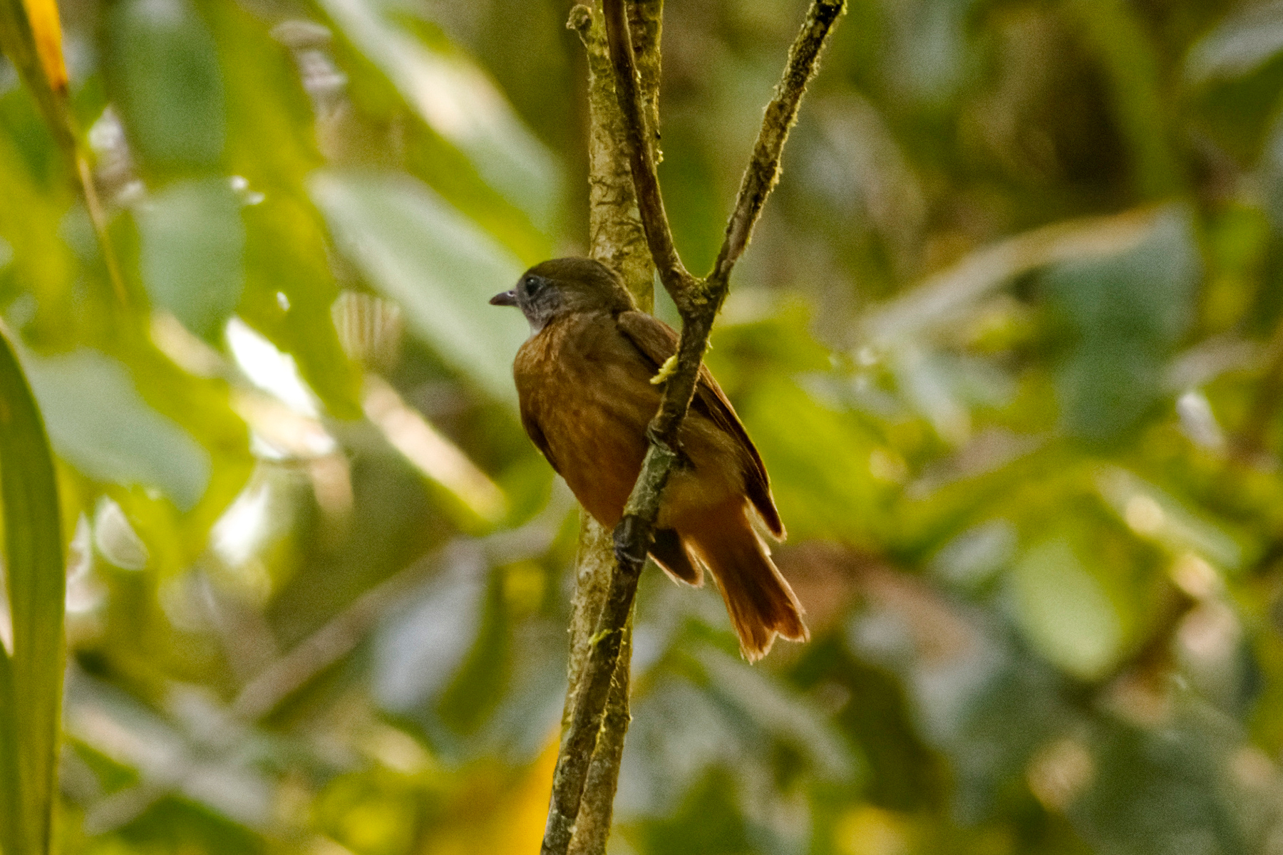 AMAZONIAN ECUADOR TOUR REPORT 2022 - BIRDQUEST