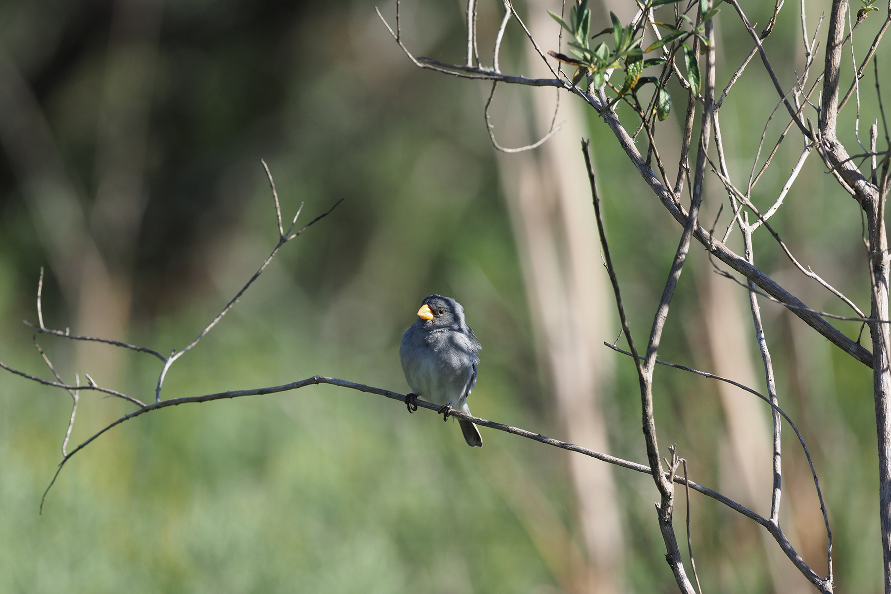 Brazil S Far South Southwest Tour Report Birdquest