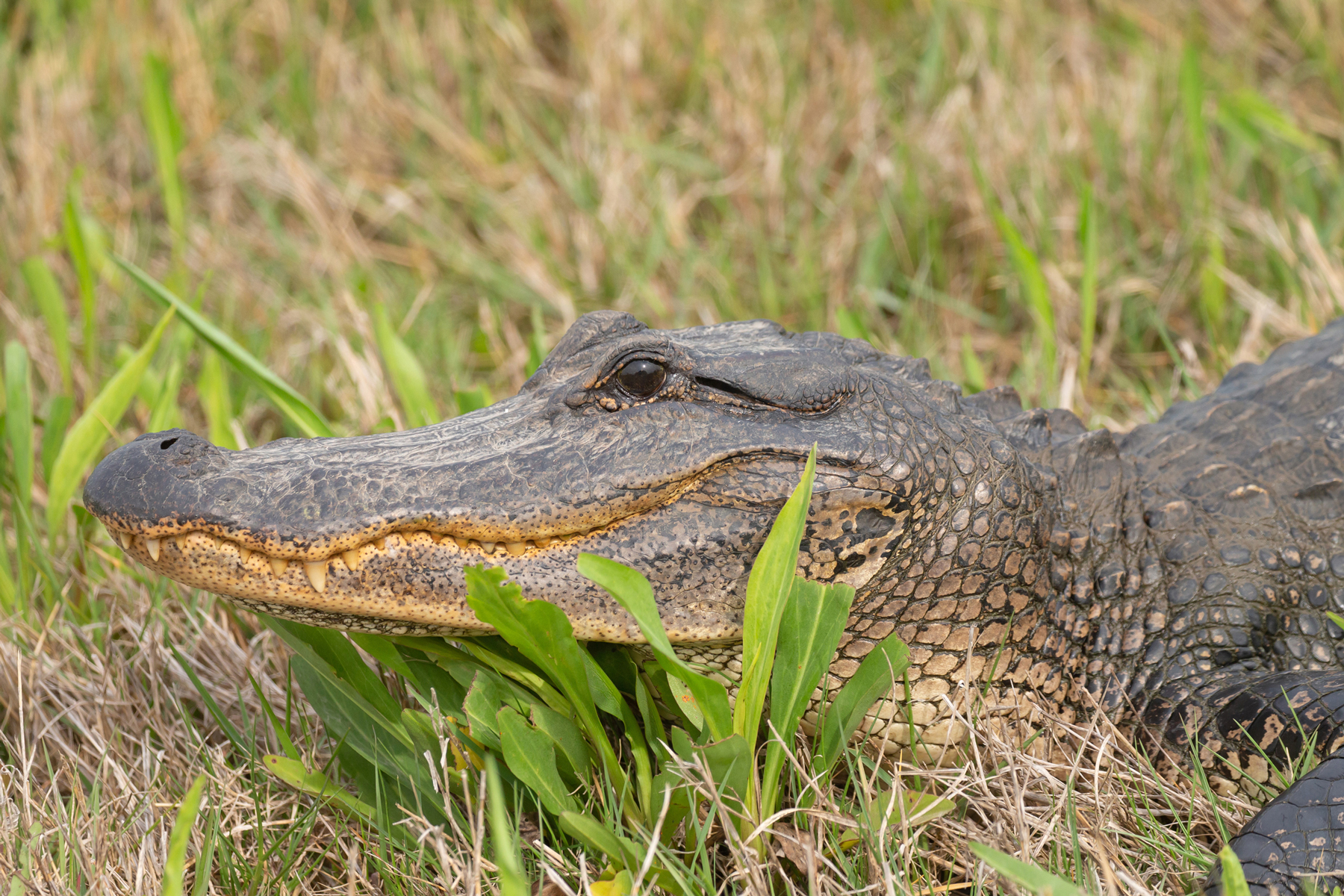 TEXAS TOUR REPORT 2022 BIRDQUEST   American Alligator 1 MW 