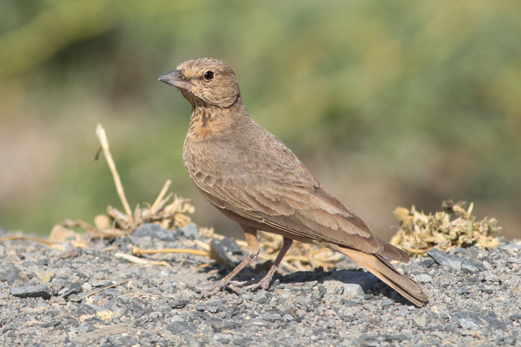 NORTHWEST INDIA TOUR REPORT 2023 - BIRDQUEST