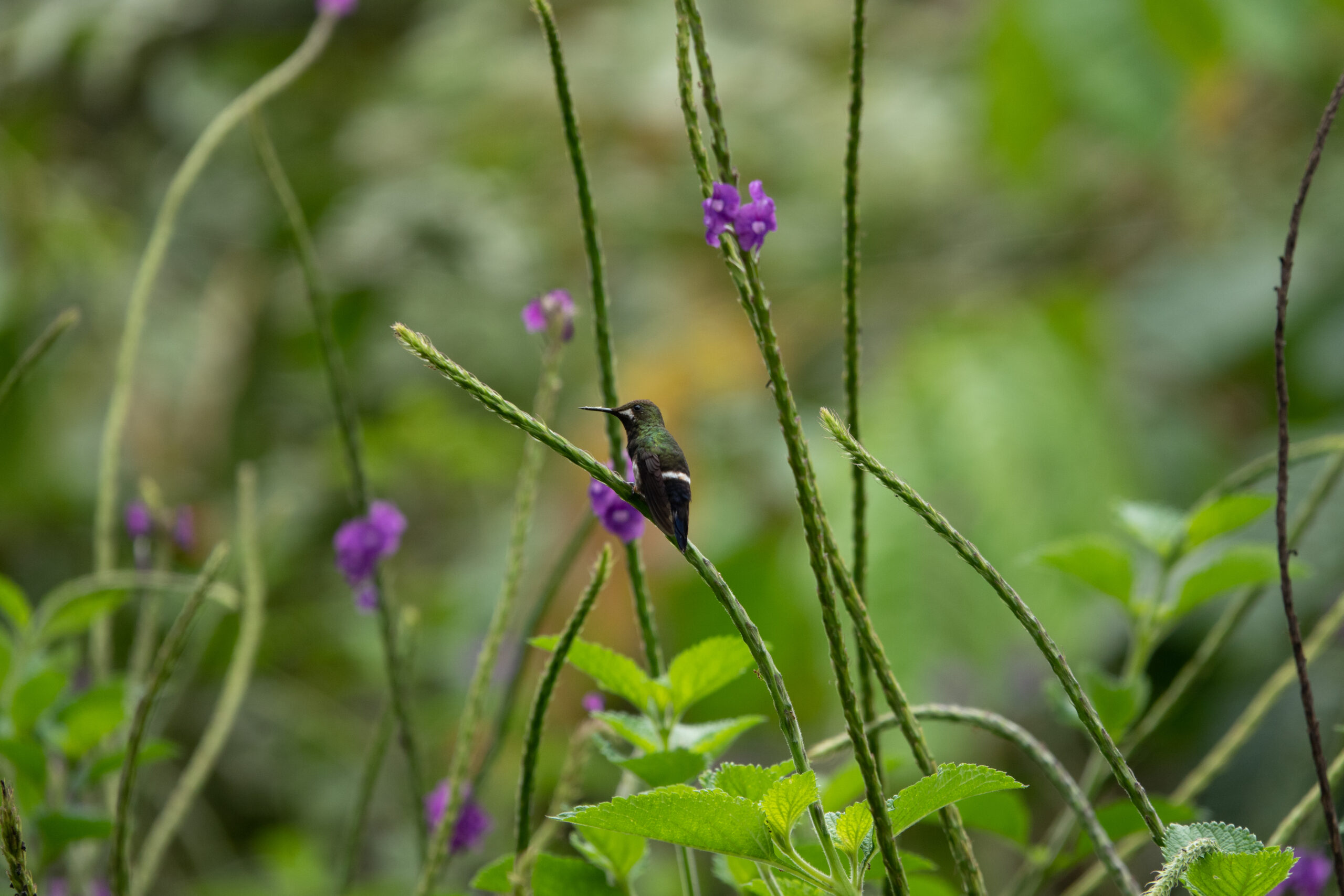 Hummingbird Crowned Woodnymph Purple Violet Purse Bag Hanger