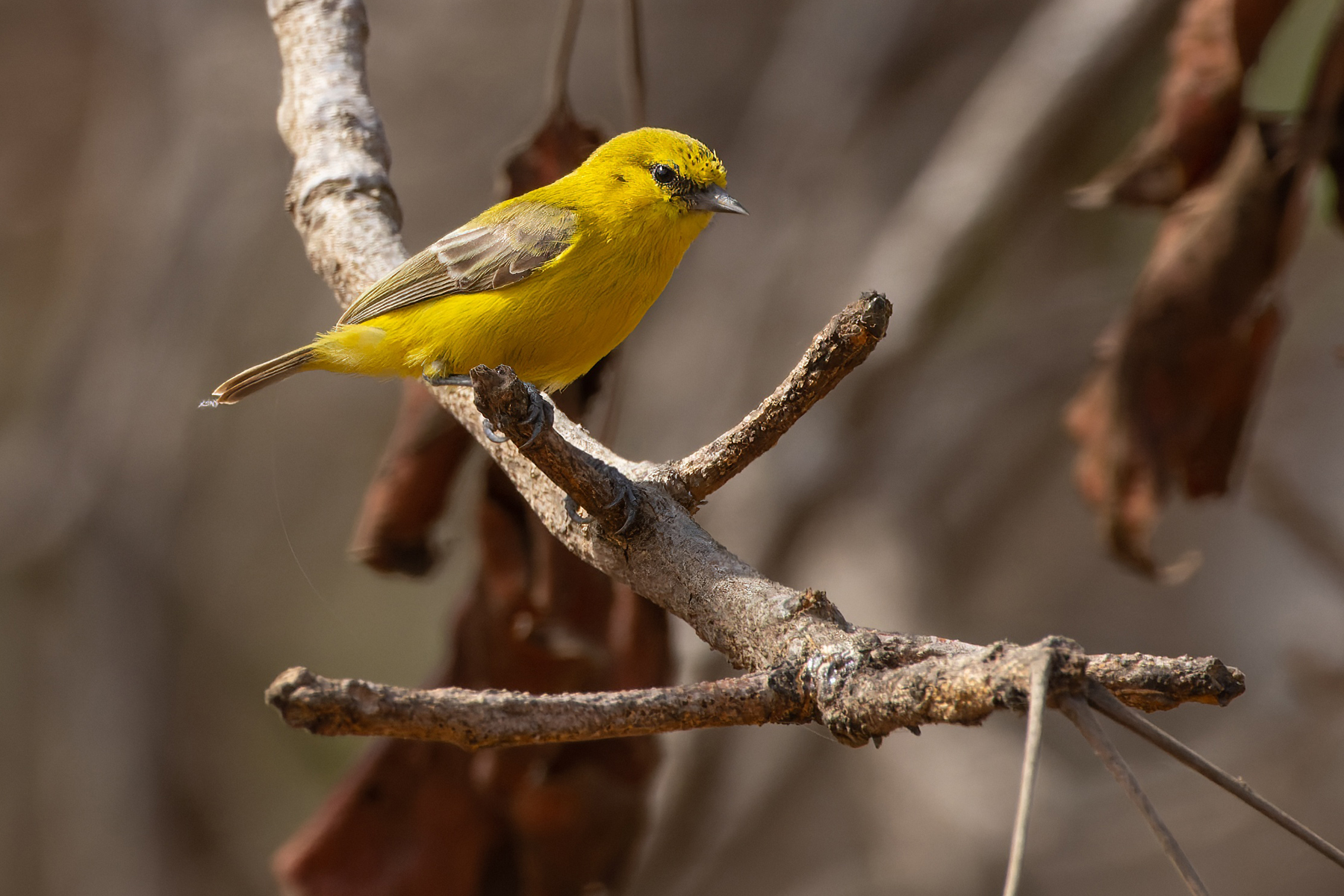 SENEGAL TOUR REPORT 2023 - BIRDQUEST