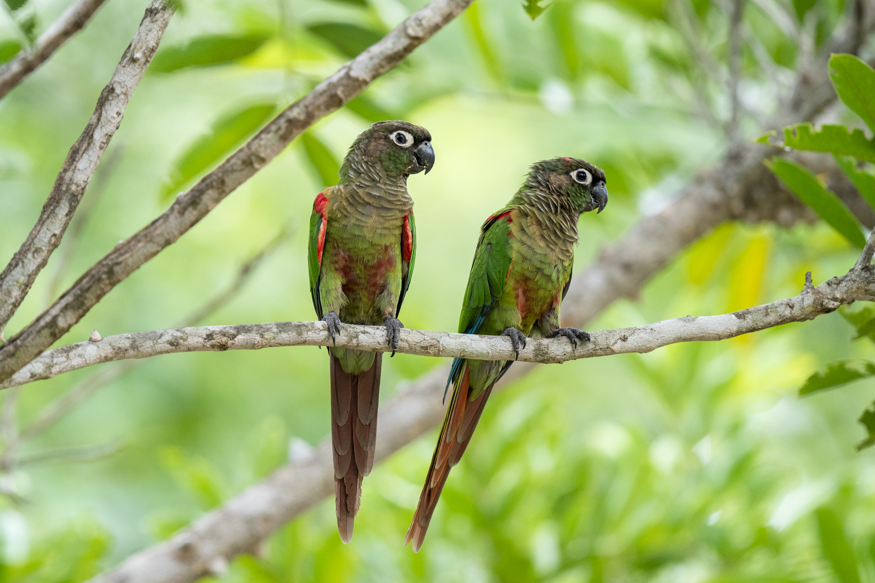 Southwest Brazil Birding Tours Birdwatching Birds Birdquest