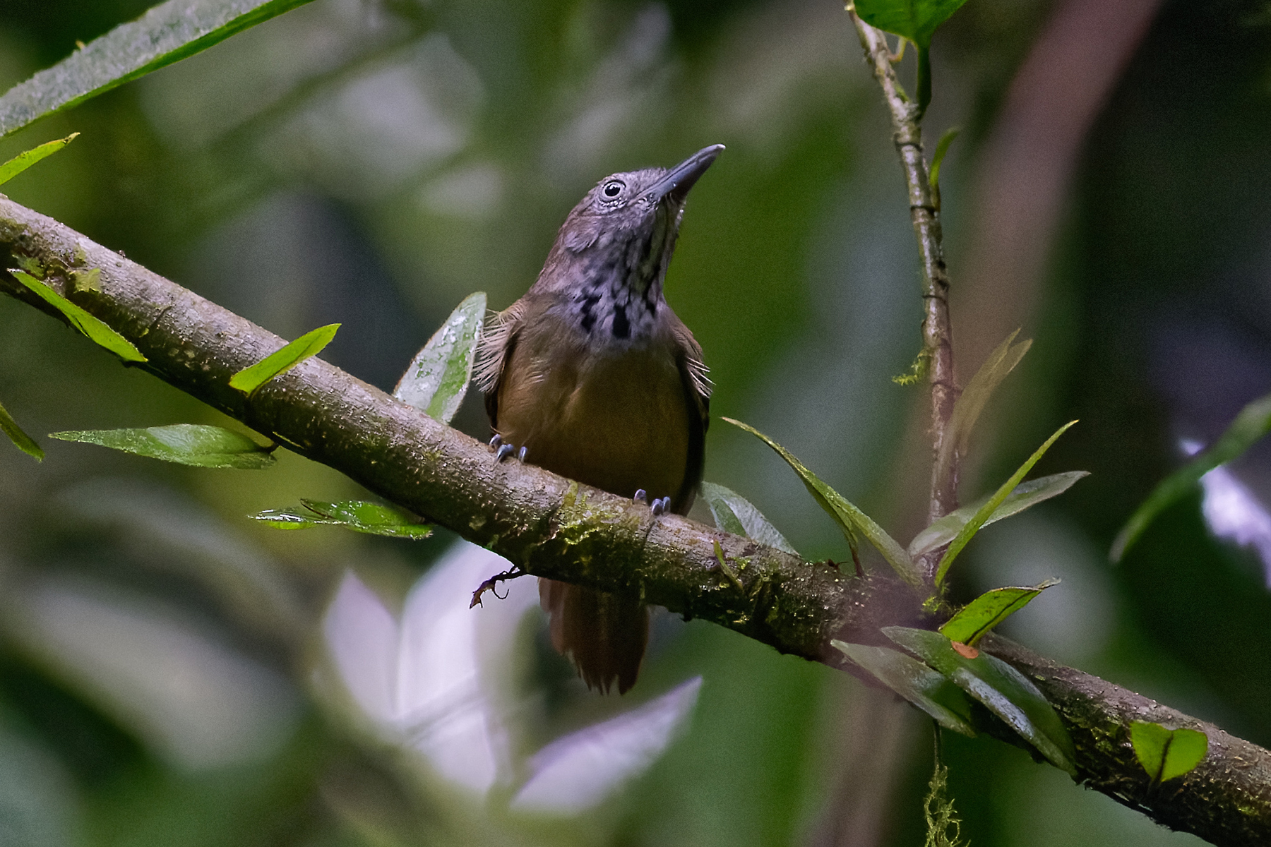 CLASSIC COSTA RICA TOUR REPORT 2023 - BIRDQUEST