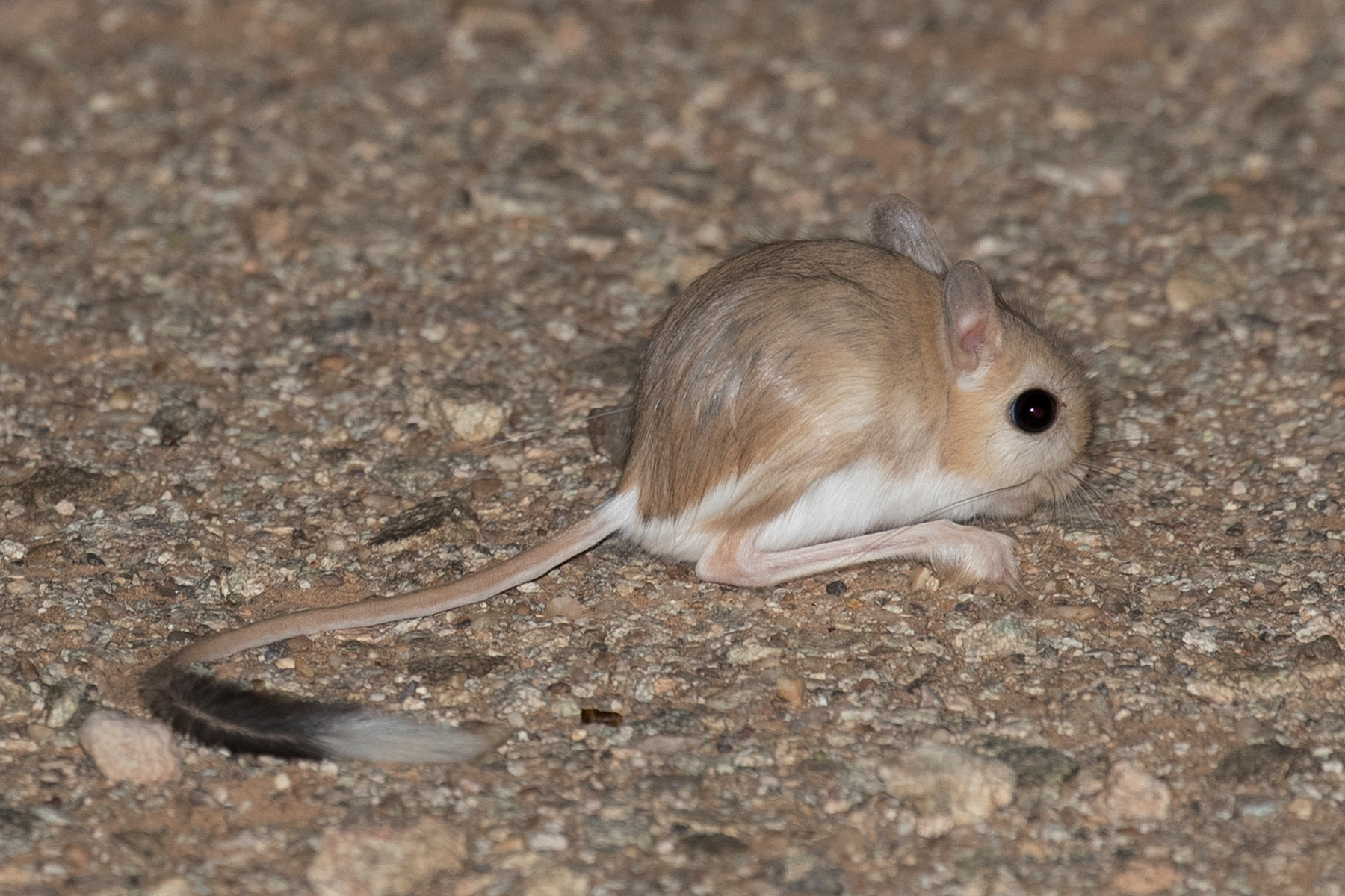 WESTERN SAHARA TOUR REPORT 2023 - BIRDQUEST