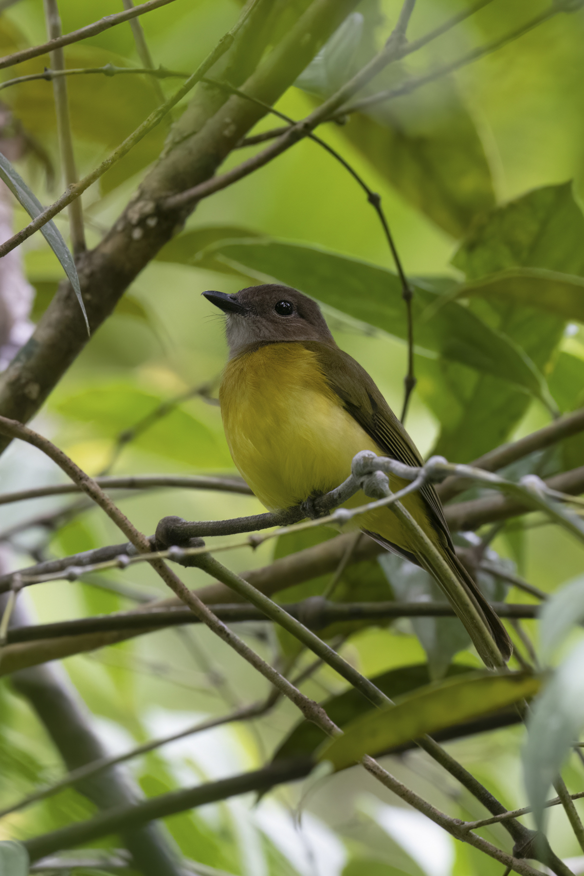 CLASSIC PHILIPPINES TOUR REPORT 2023 - BIRDQUEST