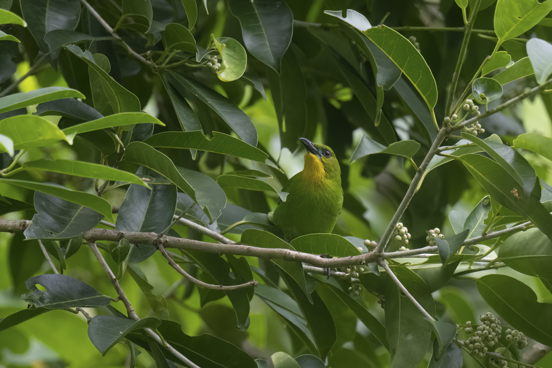 CLASSIC PHILIPPINES TOUR REPORT 2023 - BIRDQUEST