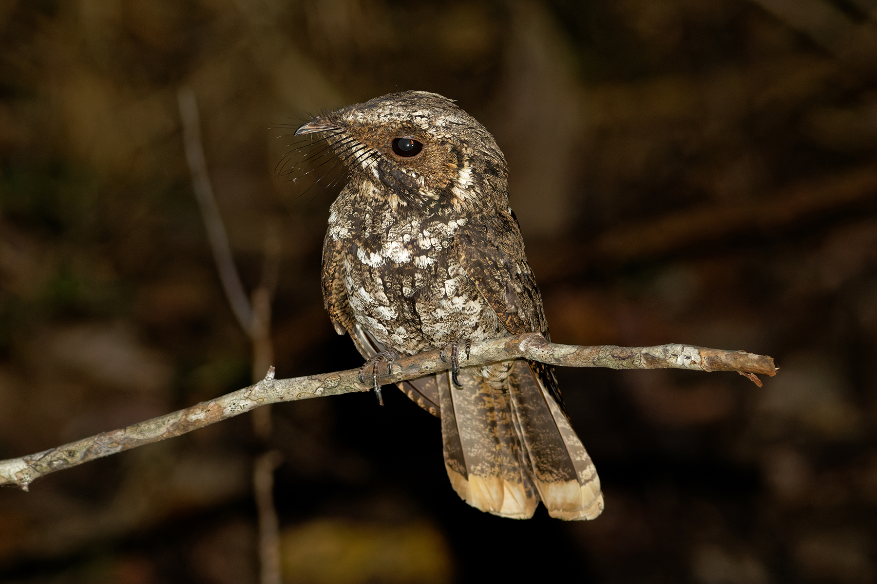 CUBA TOUR REPORT 2023 - BIRDQUEST