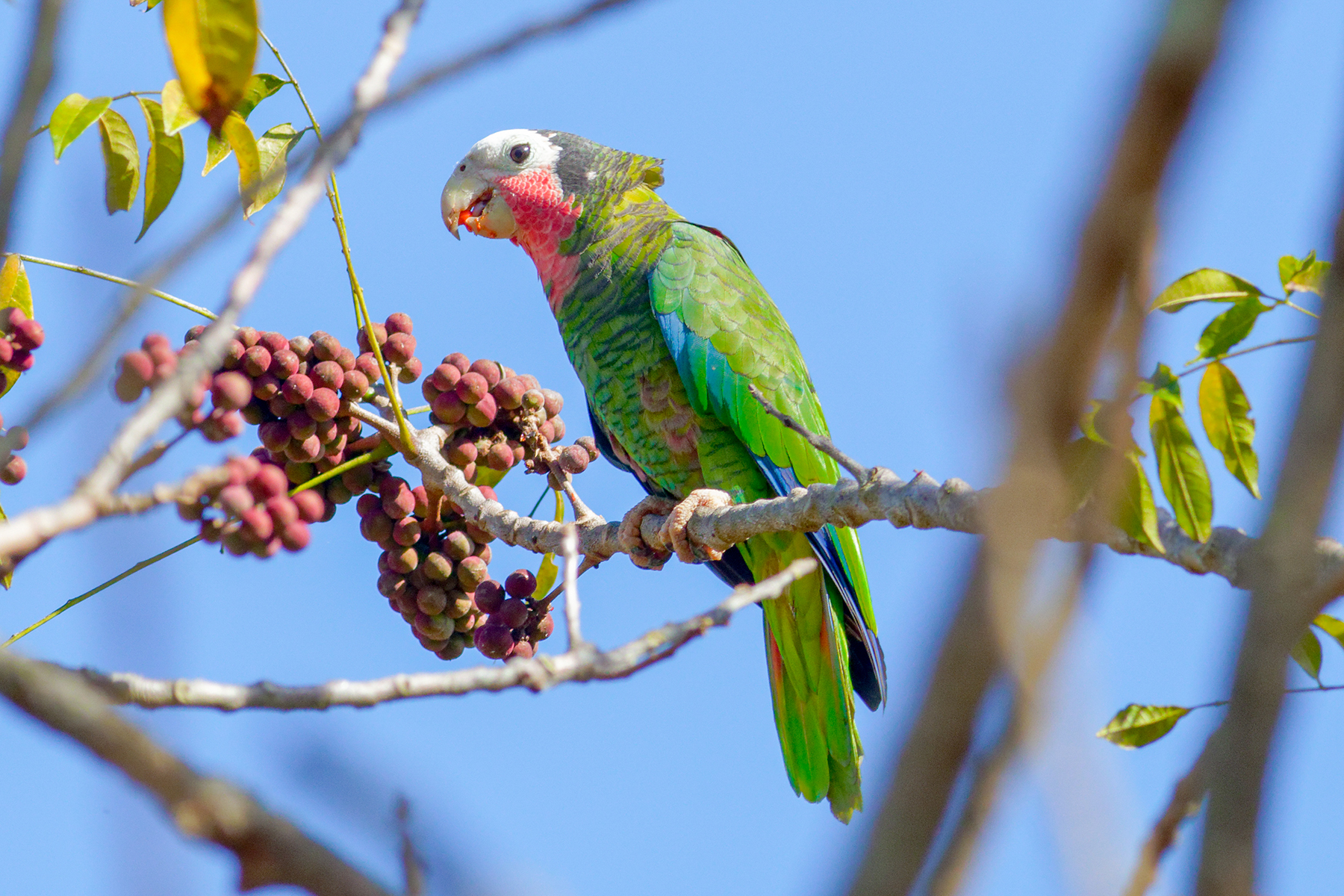 CUBA TOUR REPORT 2023 - BIRDQUEST