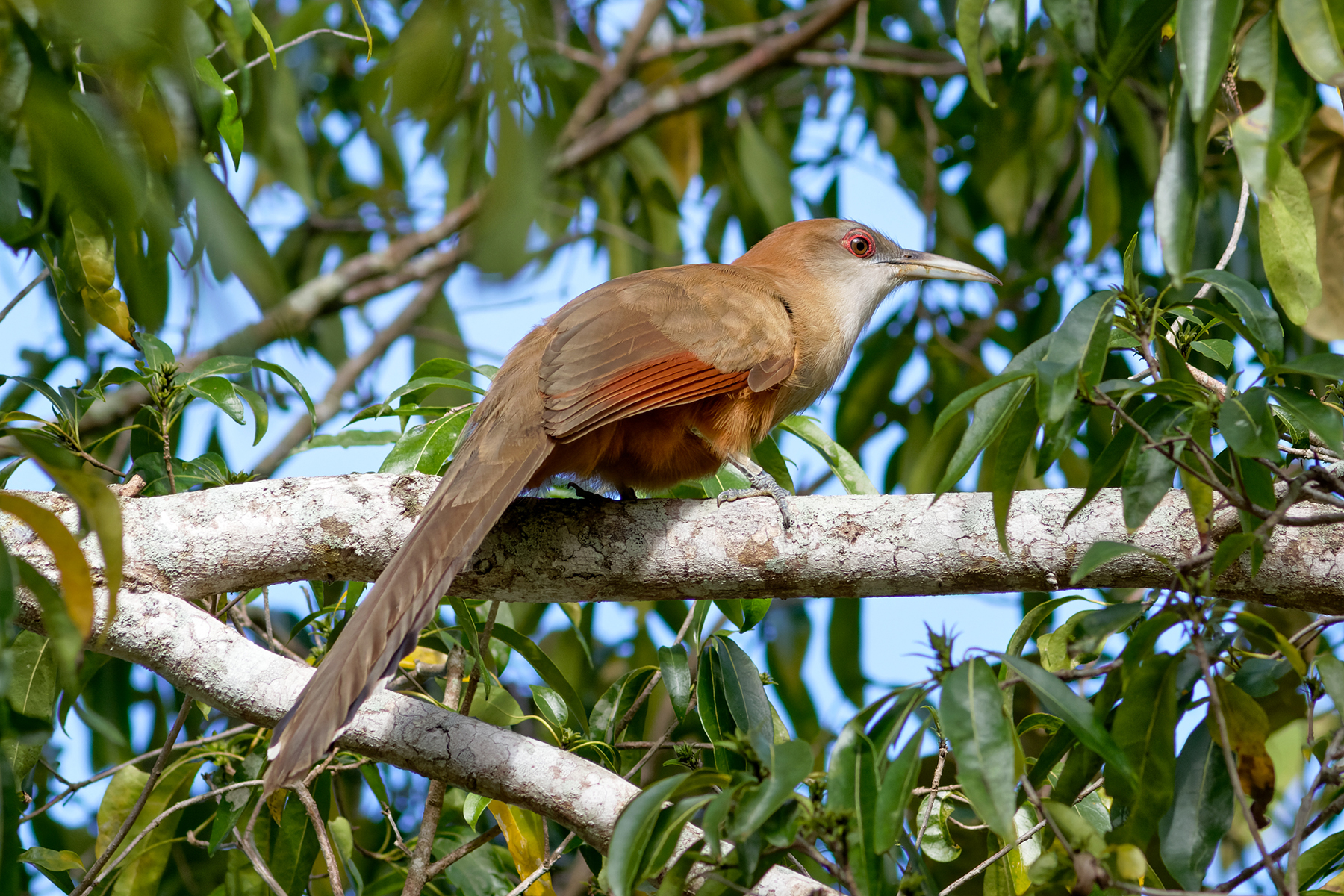 CUBA TOUR REPORT 2023 - BIRDQUEST