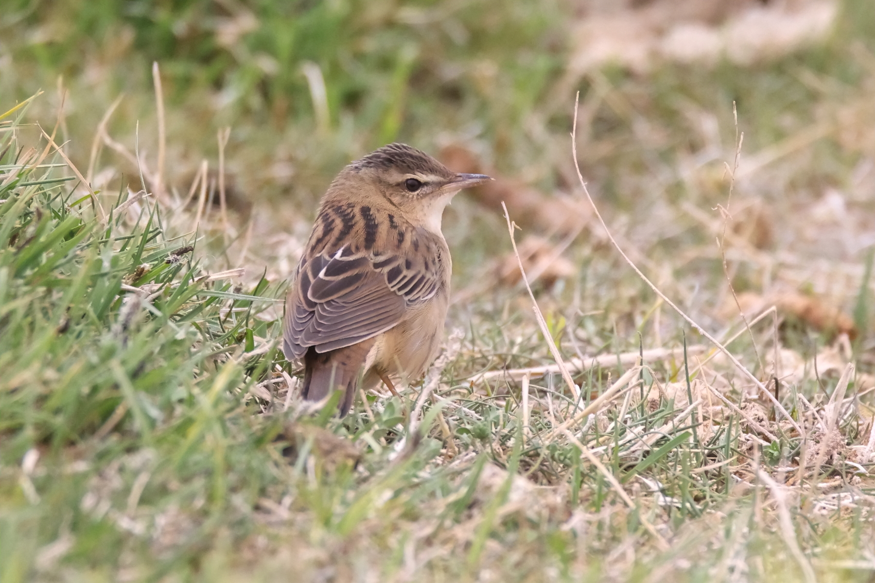 MONGOLIA TOUR REPORT 2023 - BIRDQUEST