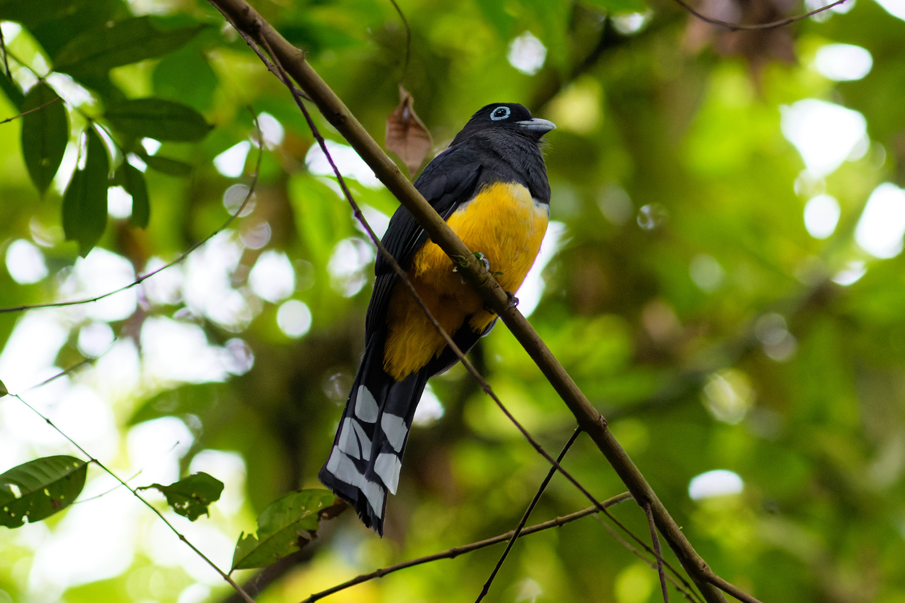 File:Yellow-winged Cacique.jpg - Wikipedia