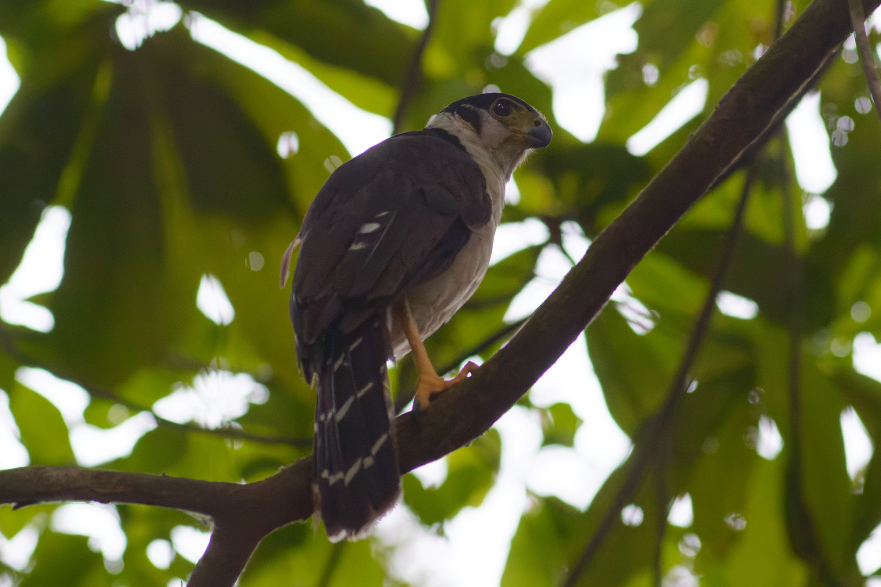 BEST OF COSTA RICA TOUR REPORT 2023 - BIRDQUEST