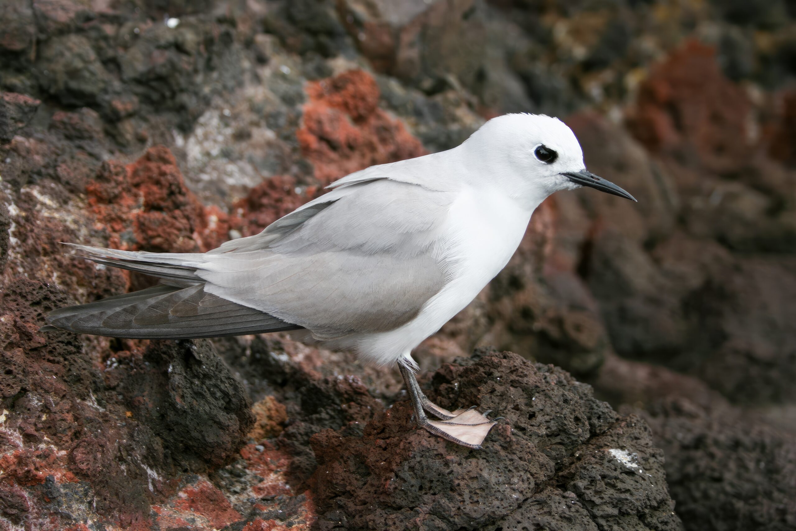 Eastern Australia Birding Tours - Lord Howe - Birdquest