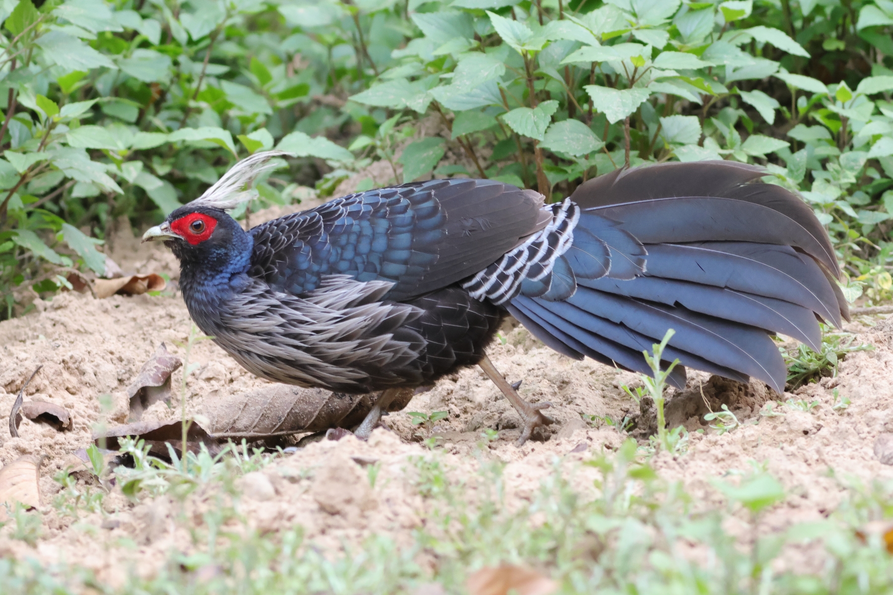 BIRDS & TIGERS OF NORTHERN INDIA TOUR REPORT 2023 - BIRDQUEST