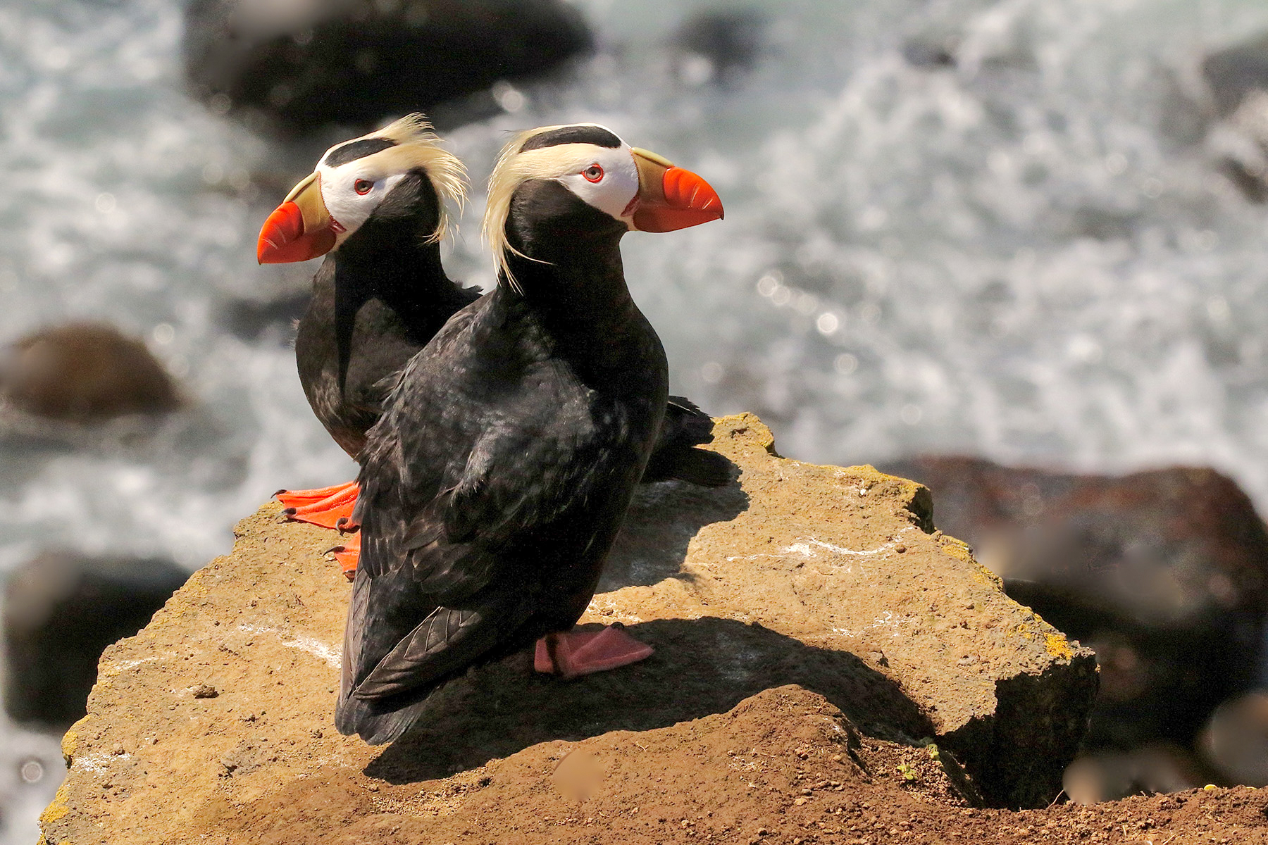 Tufted Puffin - Georgia Aquarium